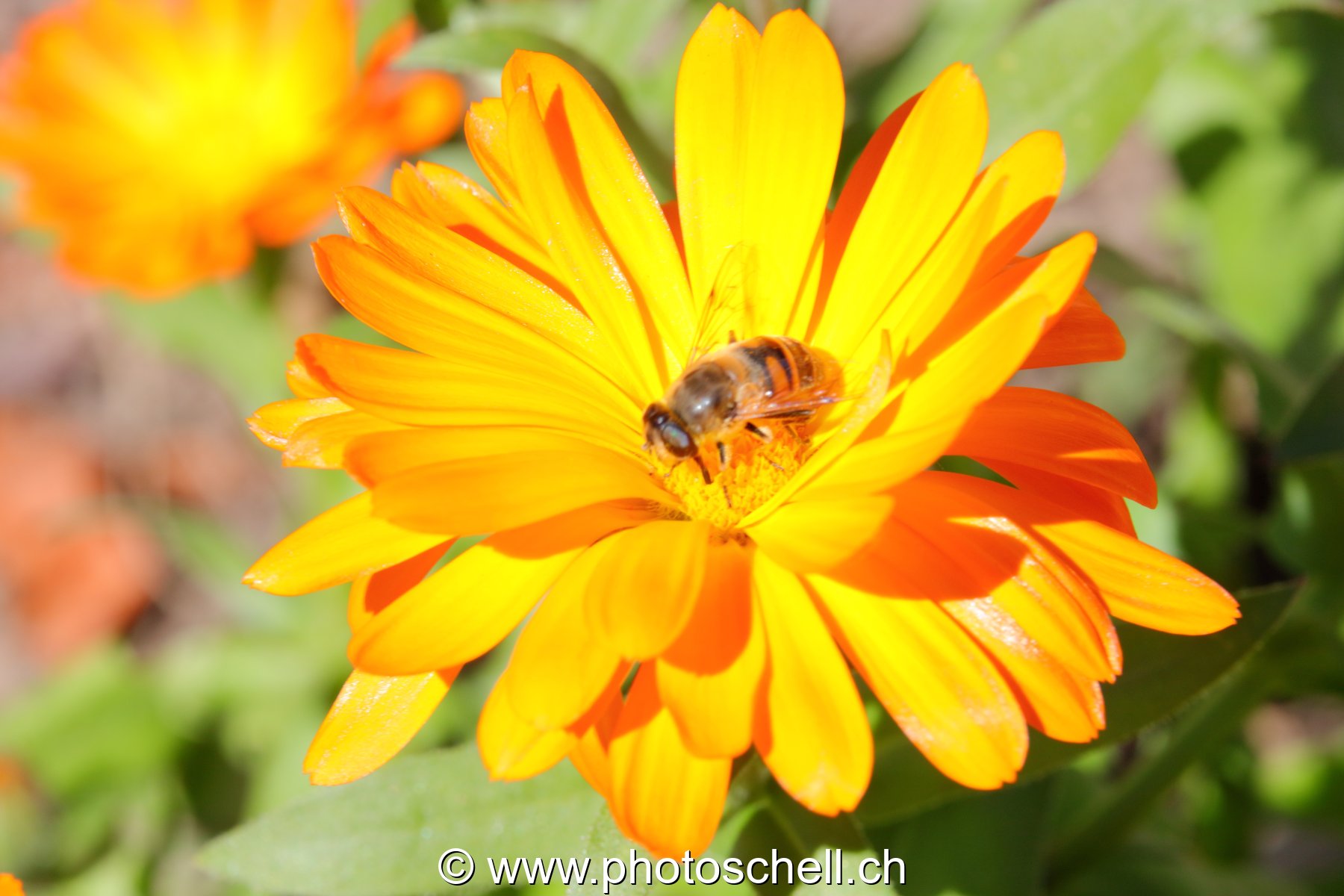 Fleur butinée par une abeille