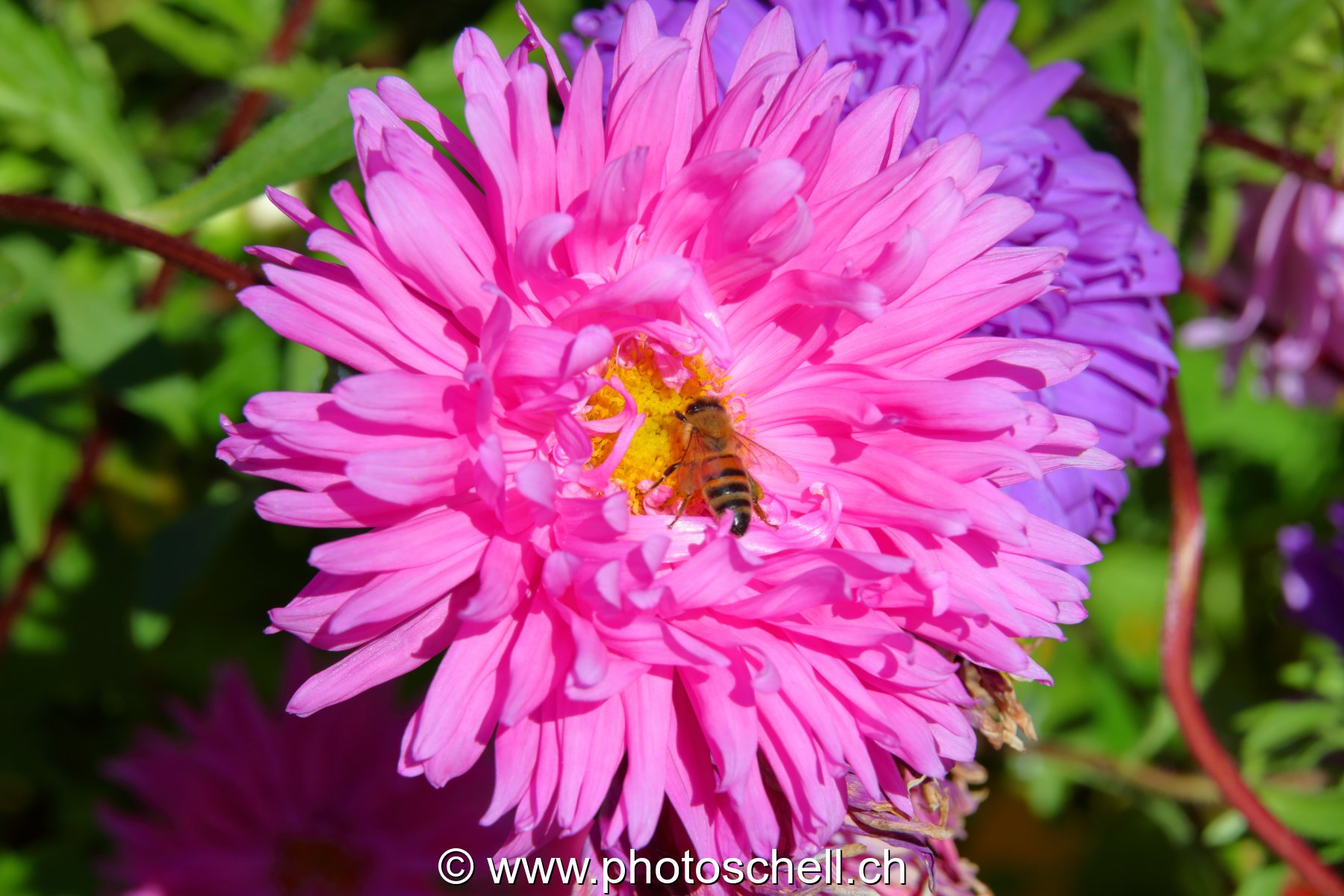 Fleur butinée par une abeille