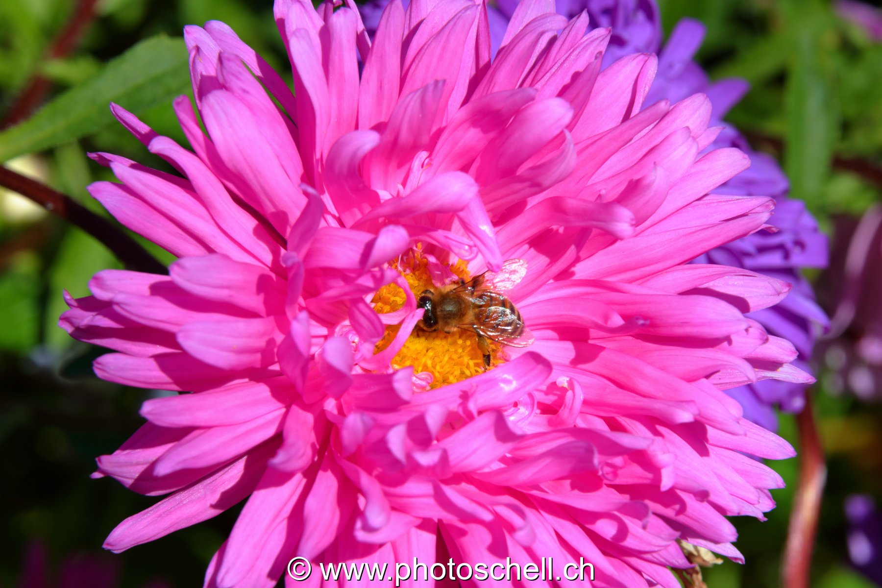 Fleur butinée par une abeille