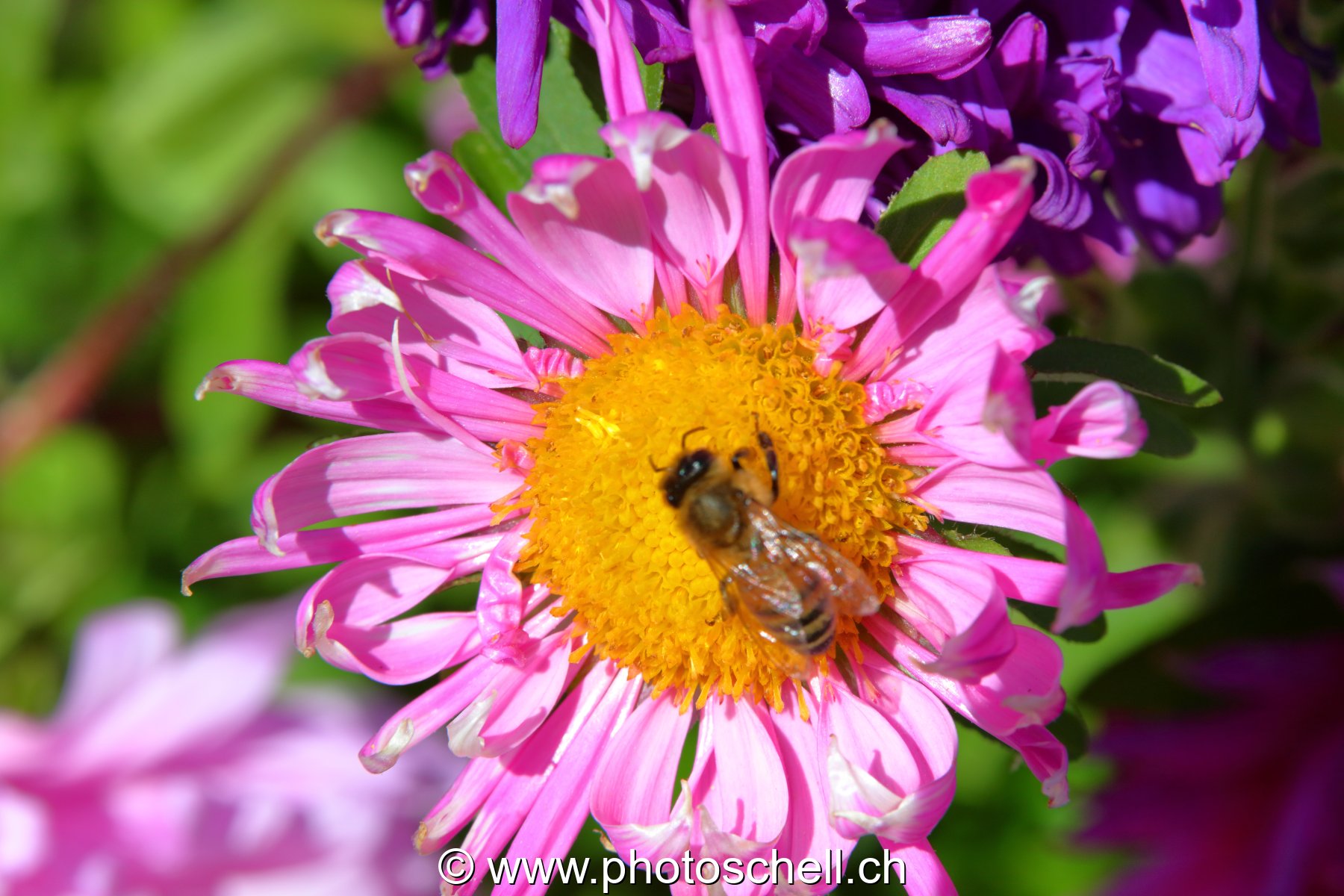 Fleur butinée par une abeille