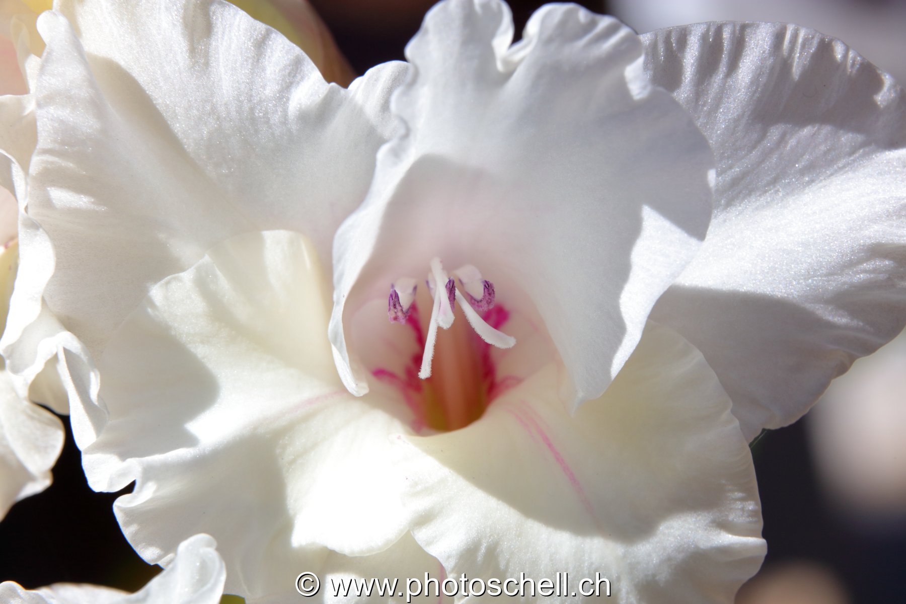 Fleur