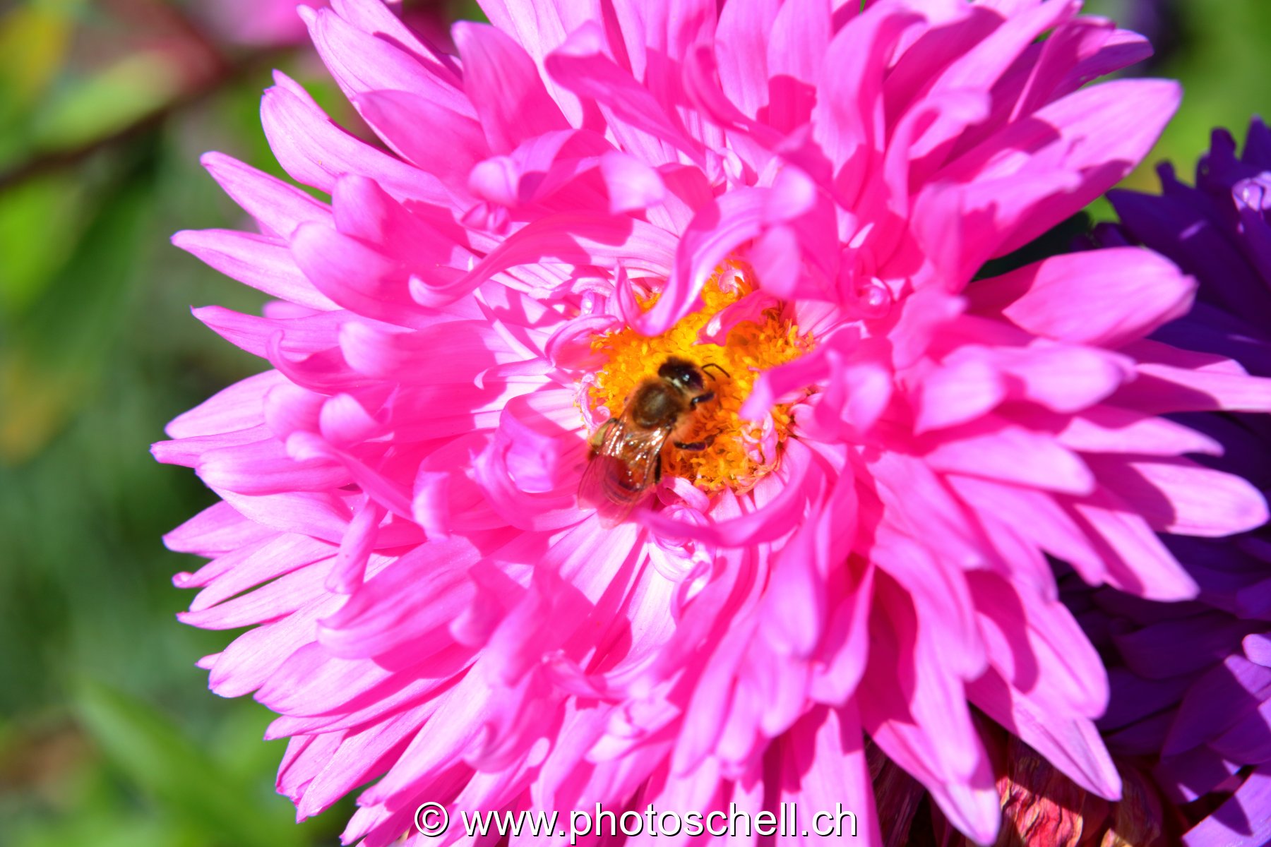 Fleur butinée par une abeille
