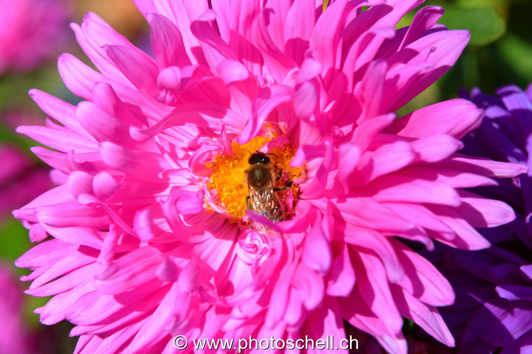 Fleur butinée par une abeille
