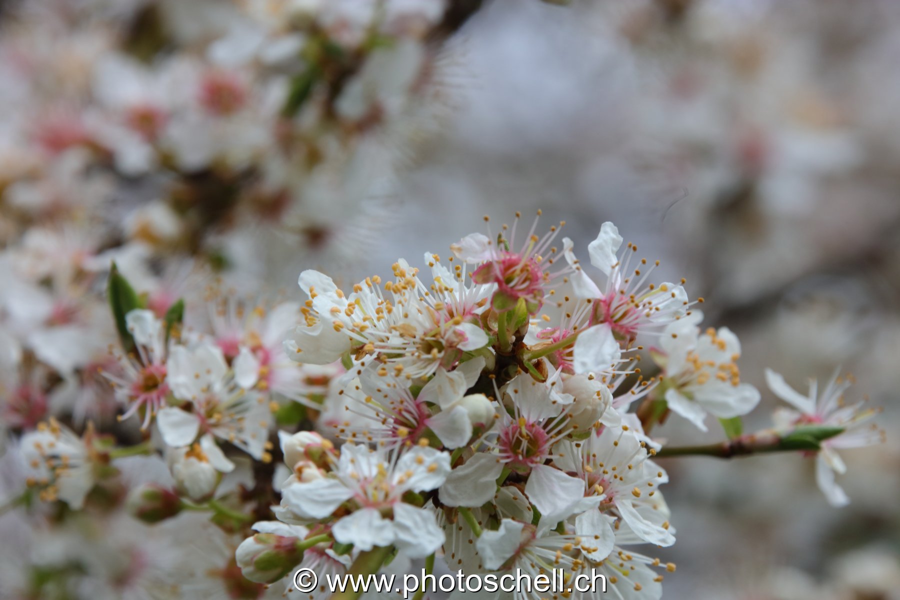 Fleurs de cerisier