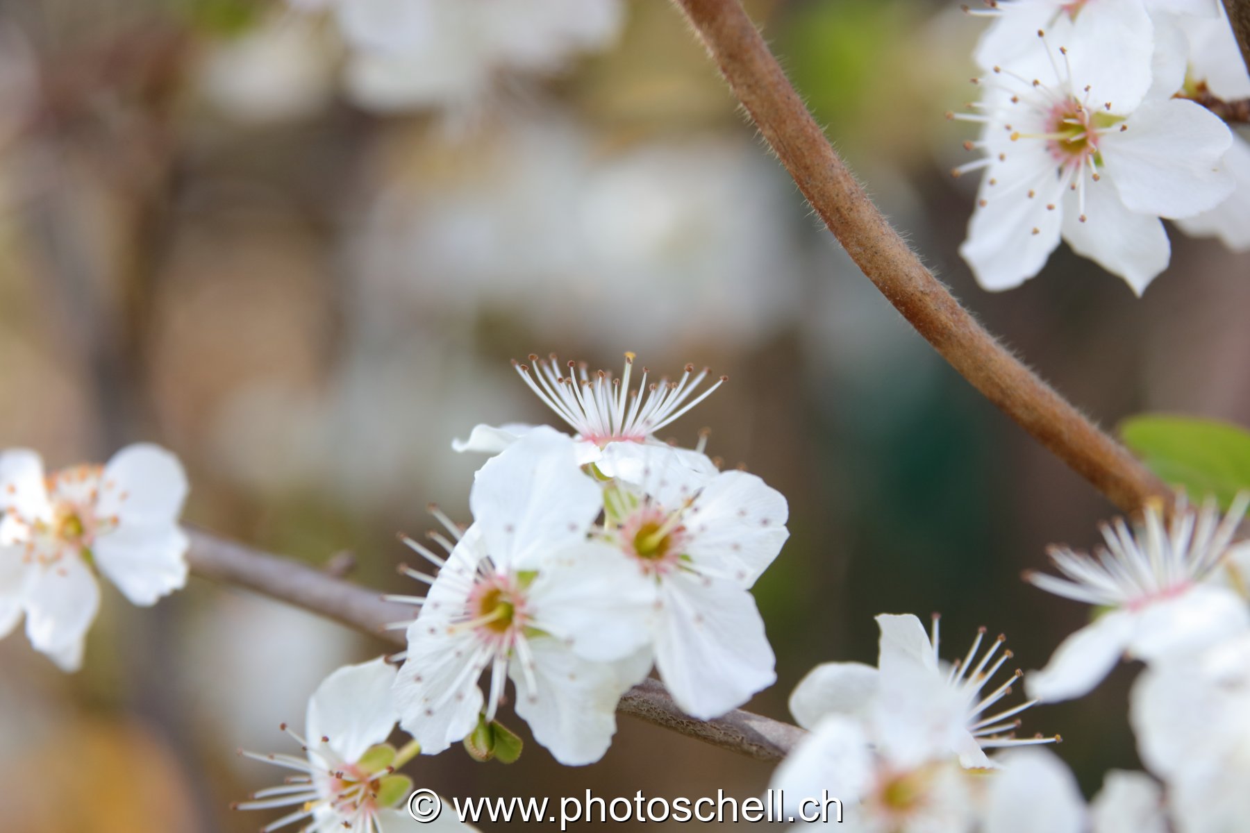 Fleurs de mirabellier