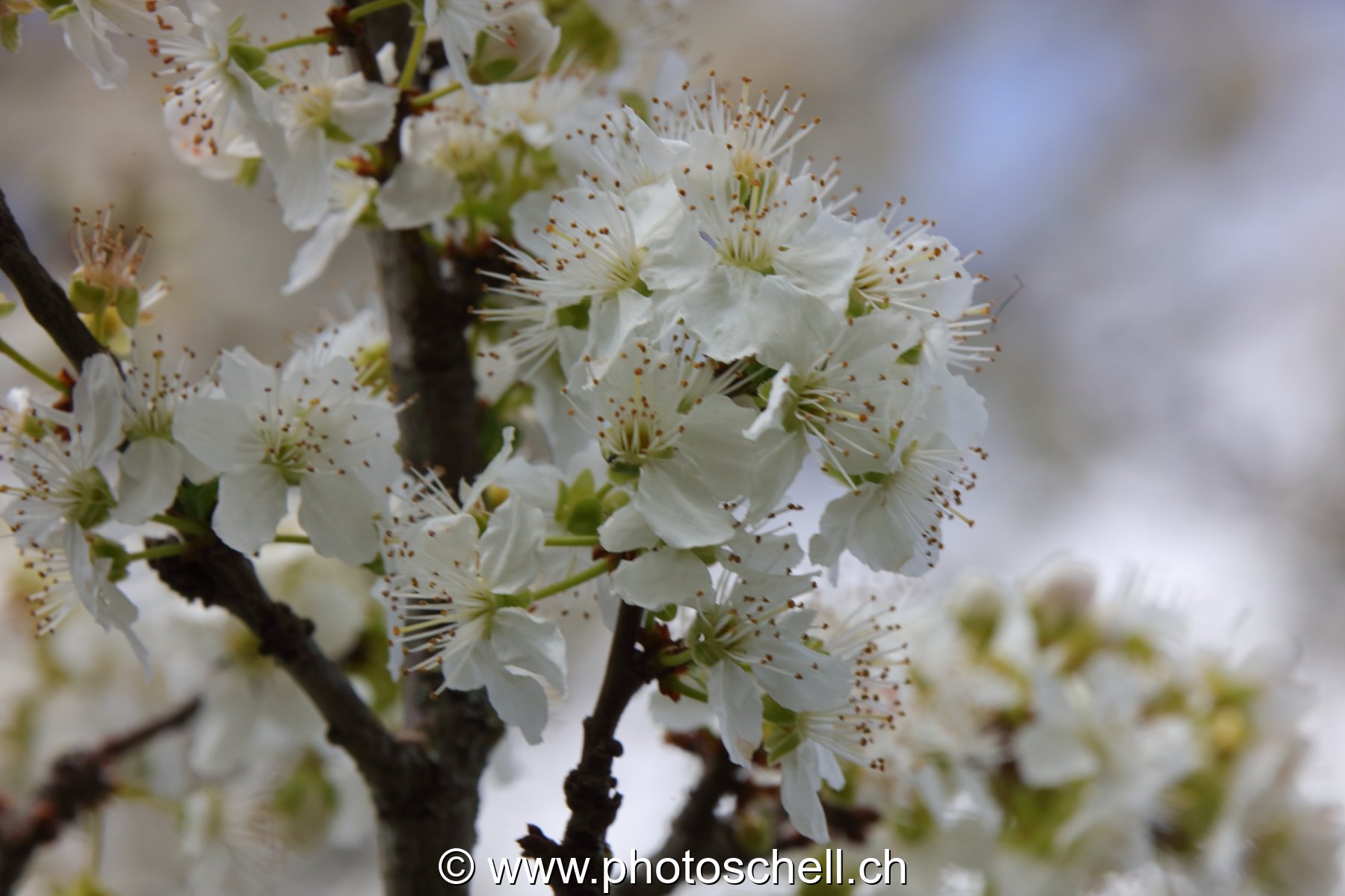 Fleurs de mirabellier