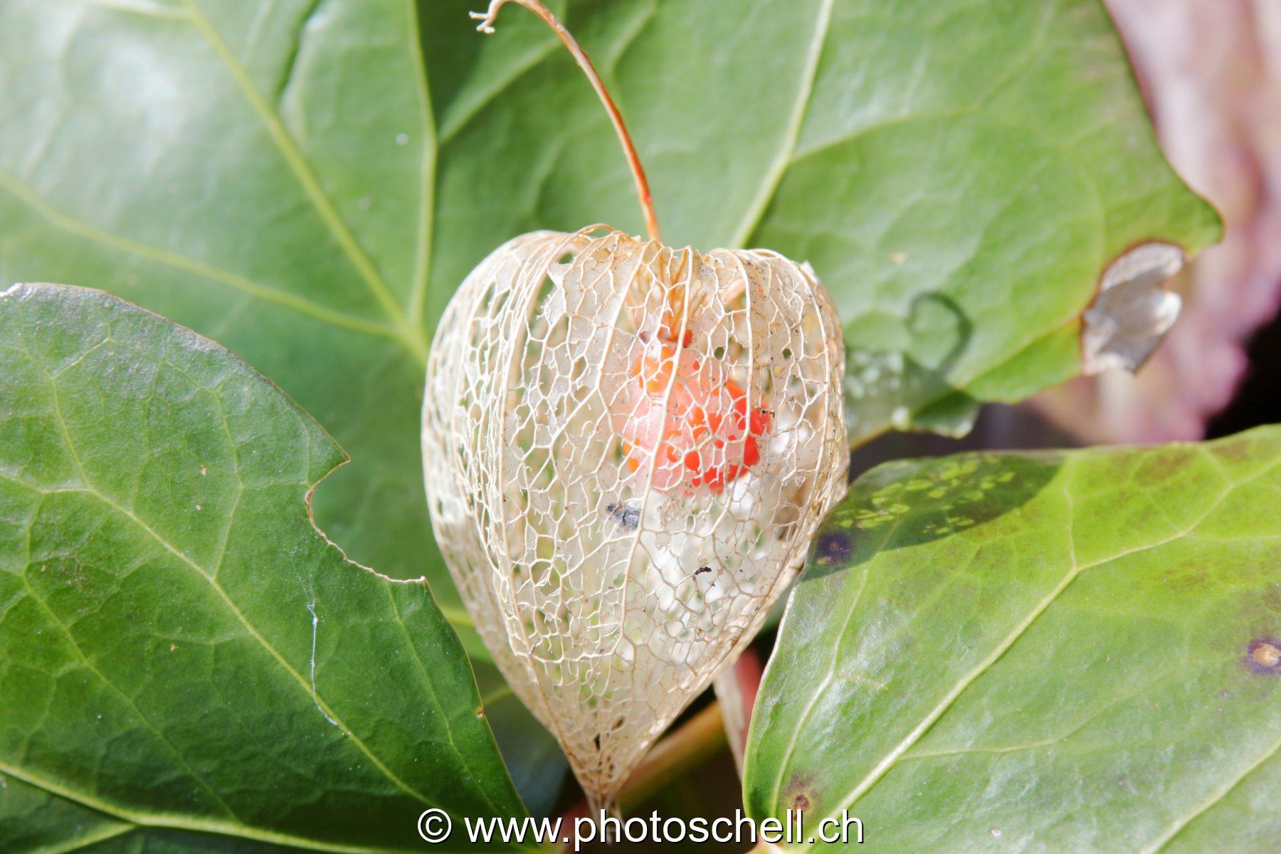 Physalis