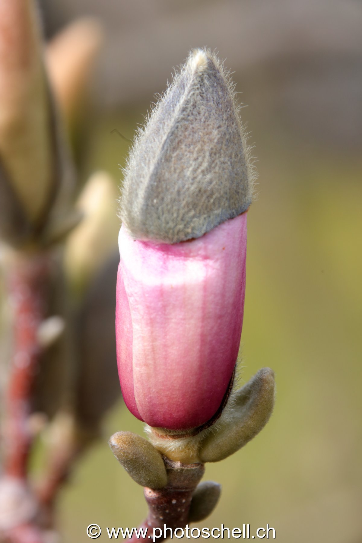 Fleur de maronier encore fermée avec son capuchon