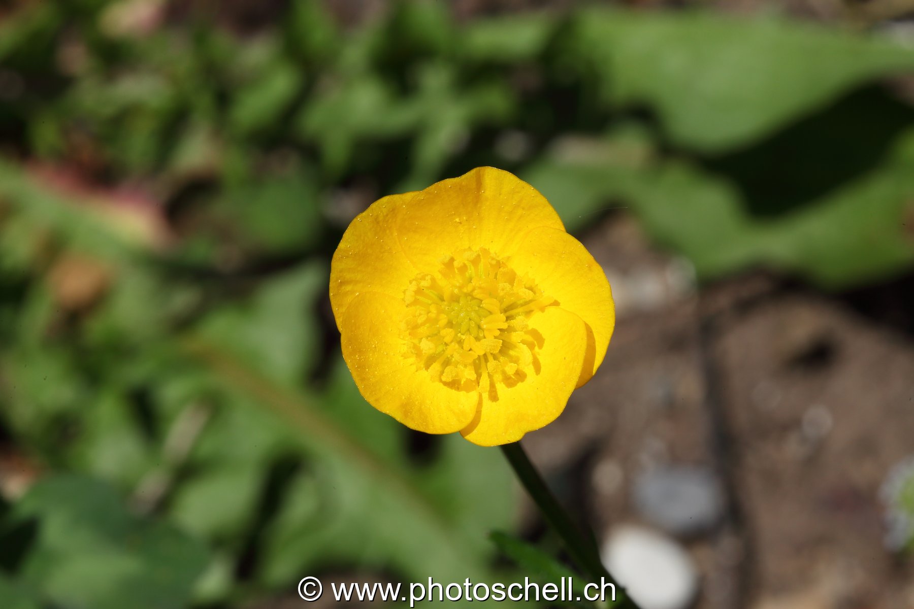 Bouton d'or