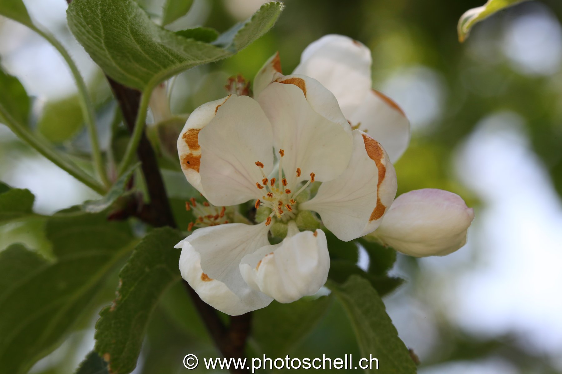 Fleur de pommier