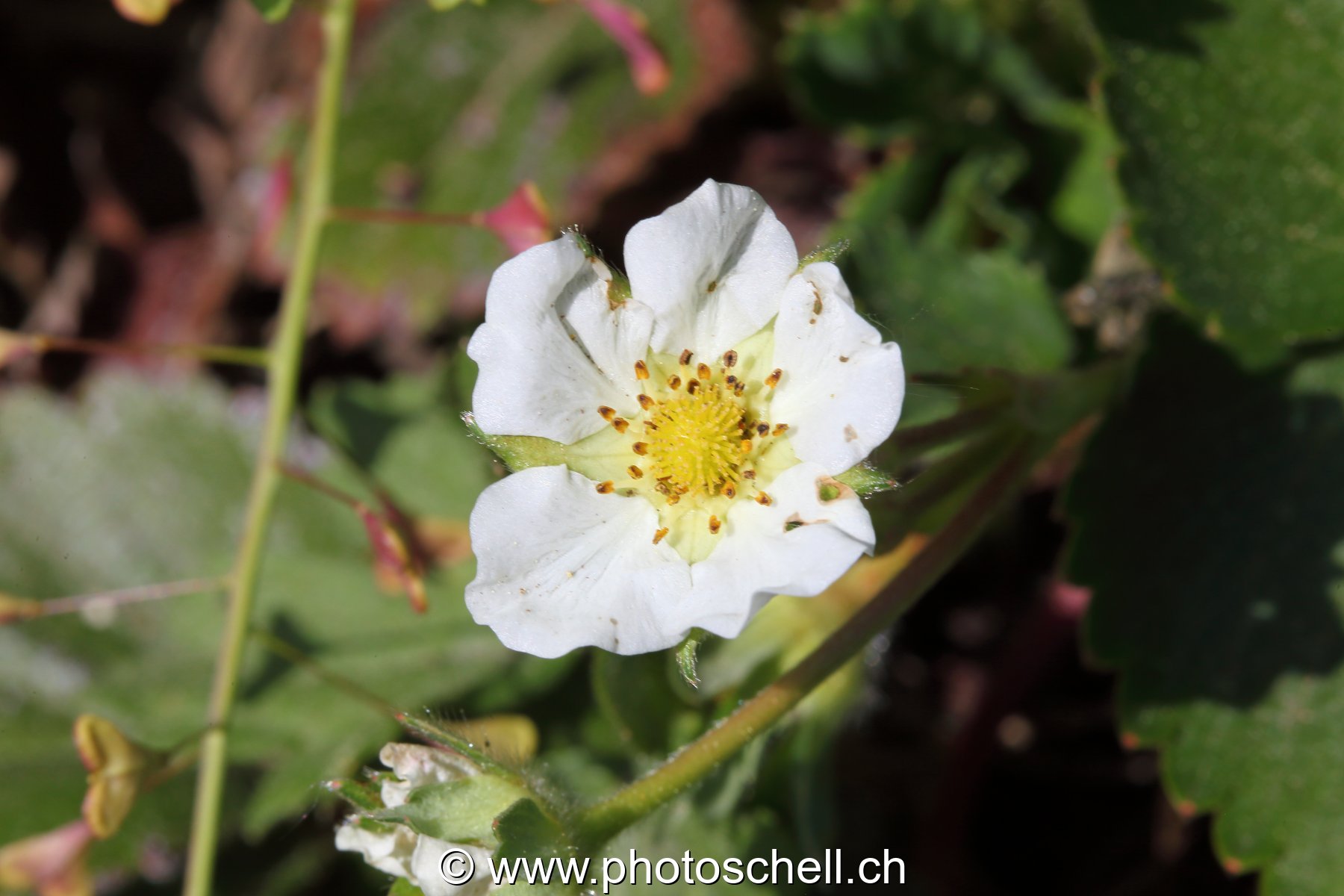 Fleur de fraises des bois