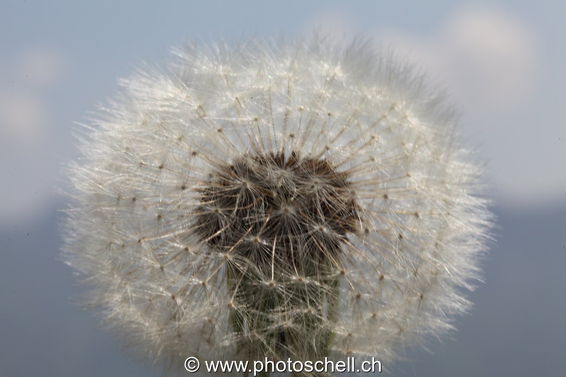 Pistils de pissenlit
