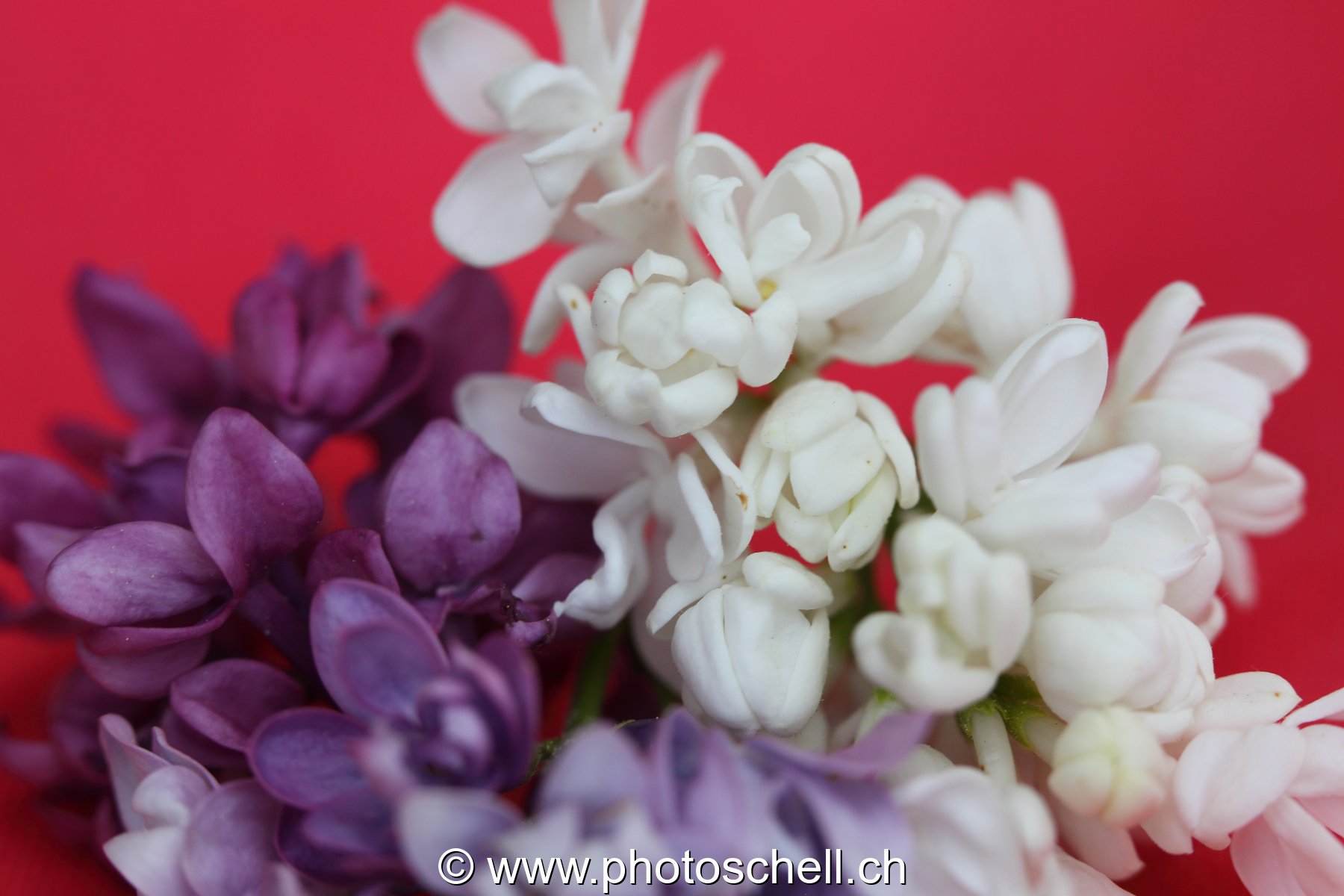 Détails de fleurs de lilas