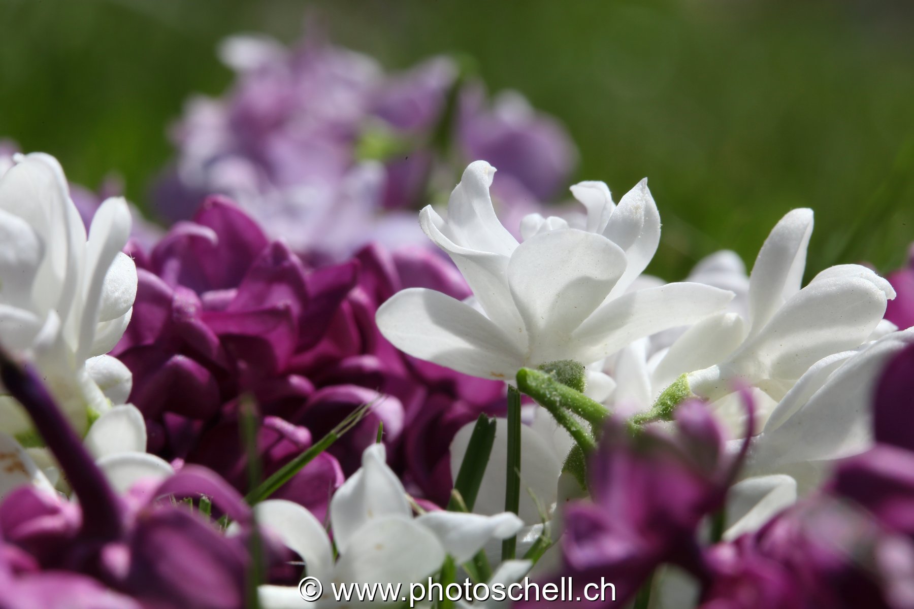 Détails de fleurs de lilas
