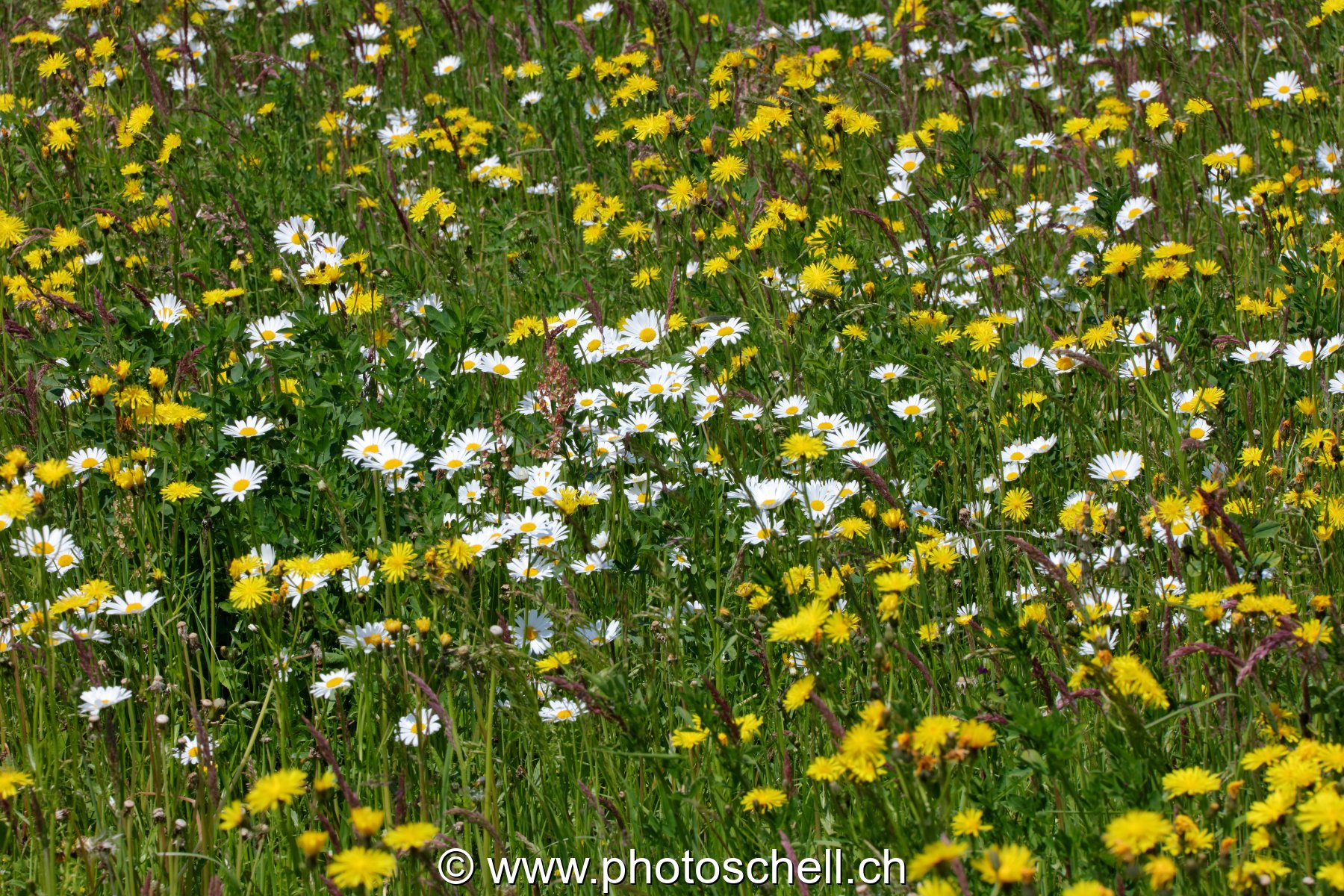 Marguerites des prés