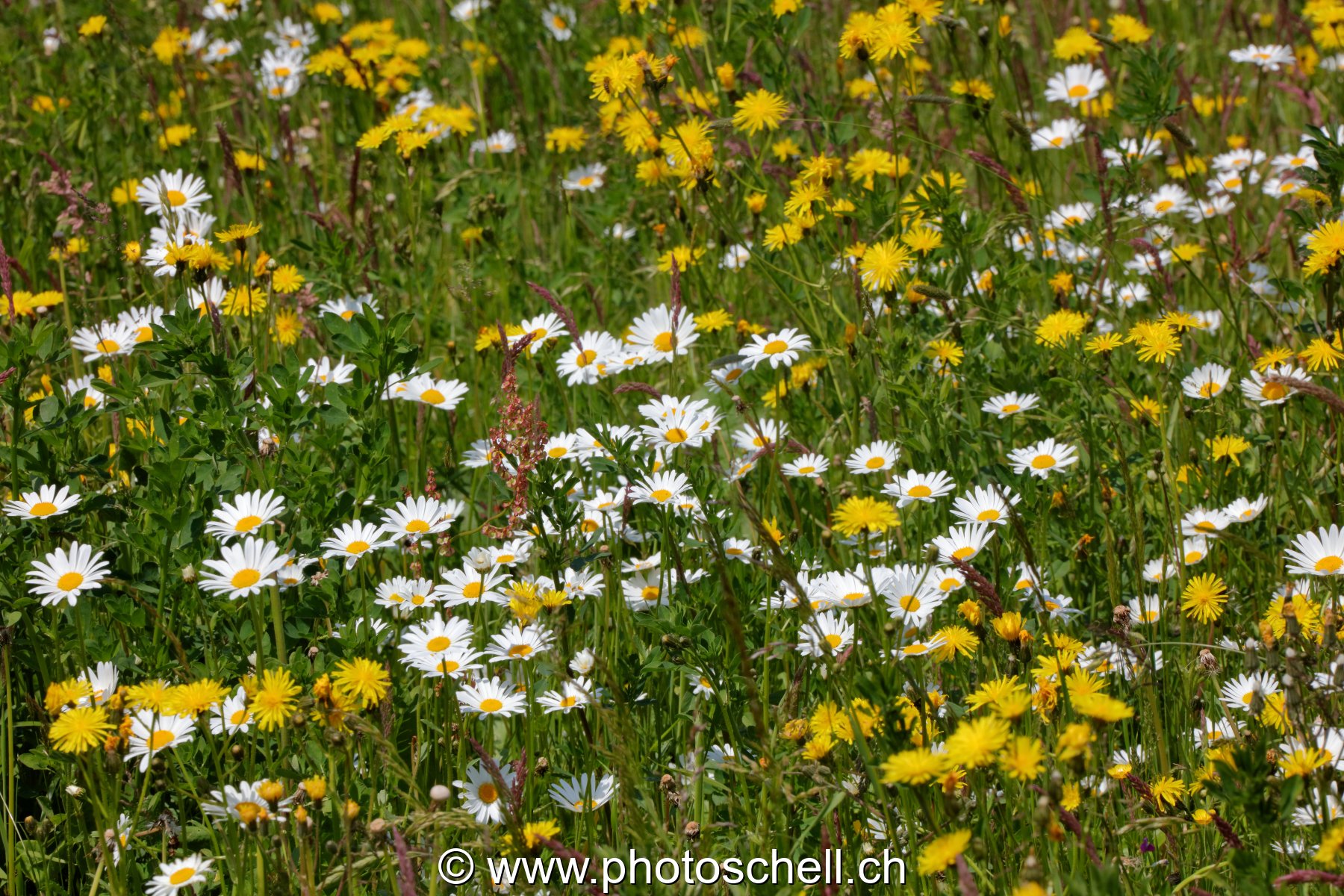Marguerites des prés