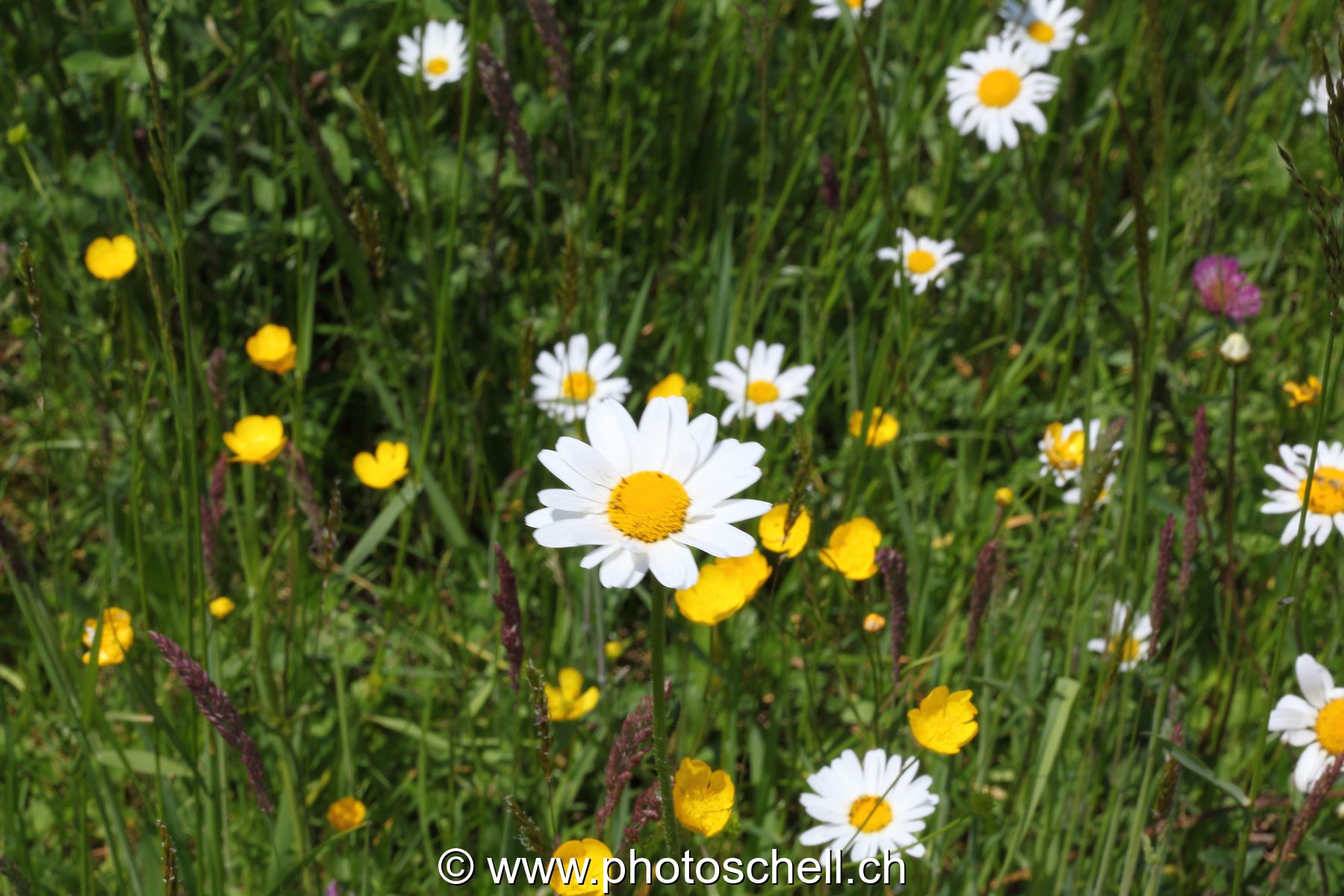 Marguerites des prés
