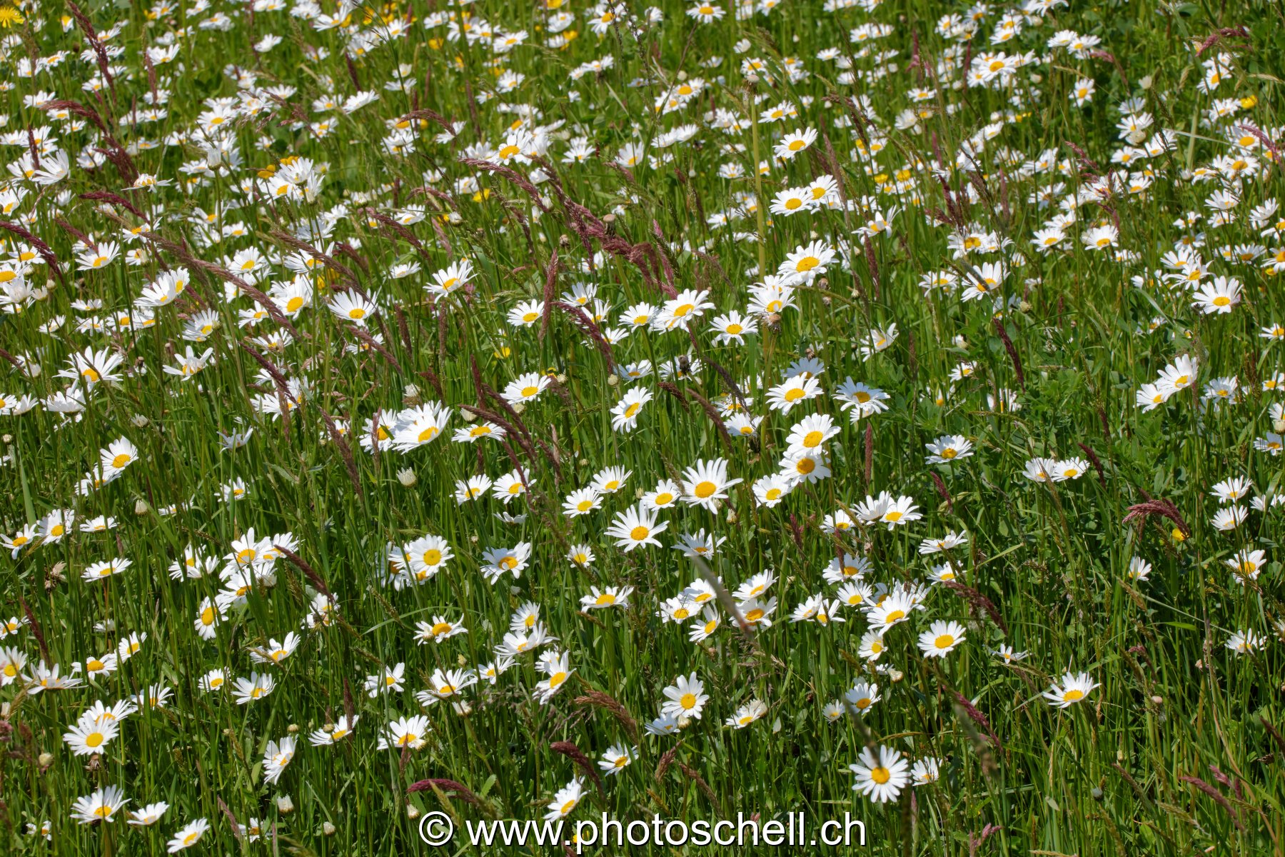 Marguerites des prés