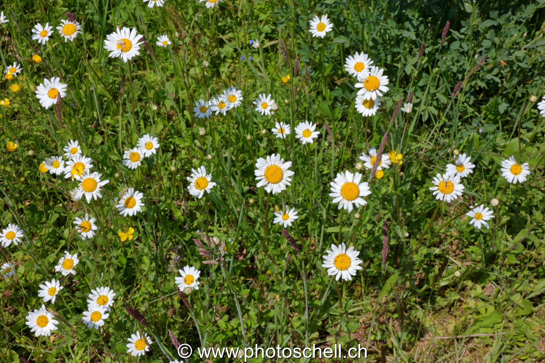 Marguerites des prés