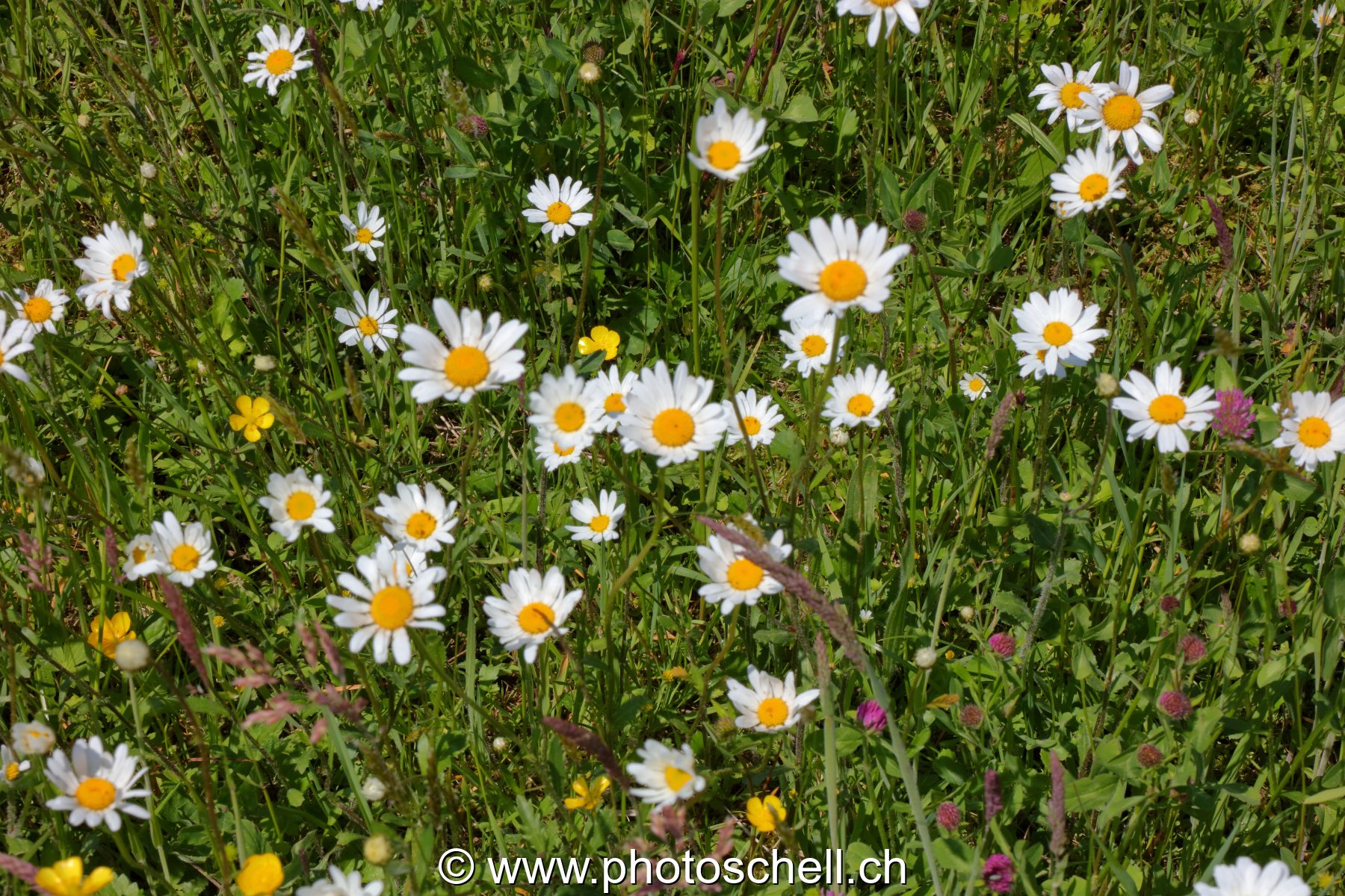 Marguerites des prés