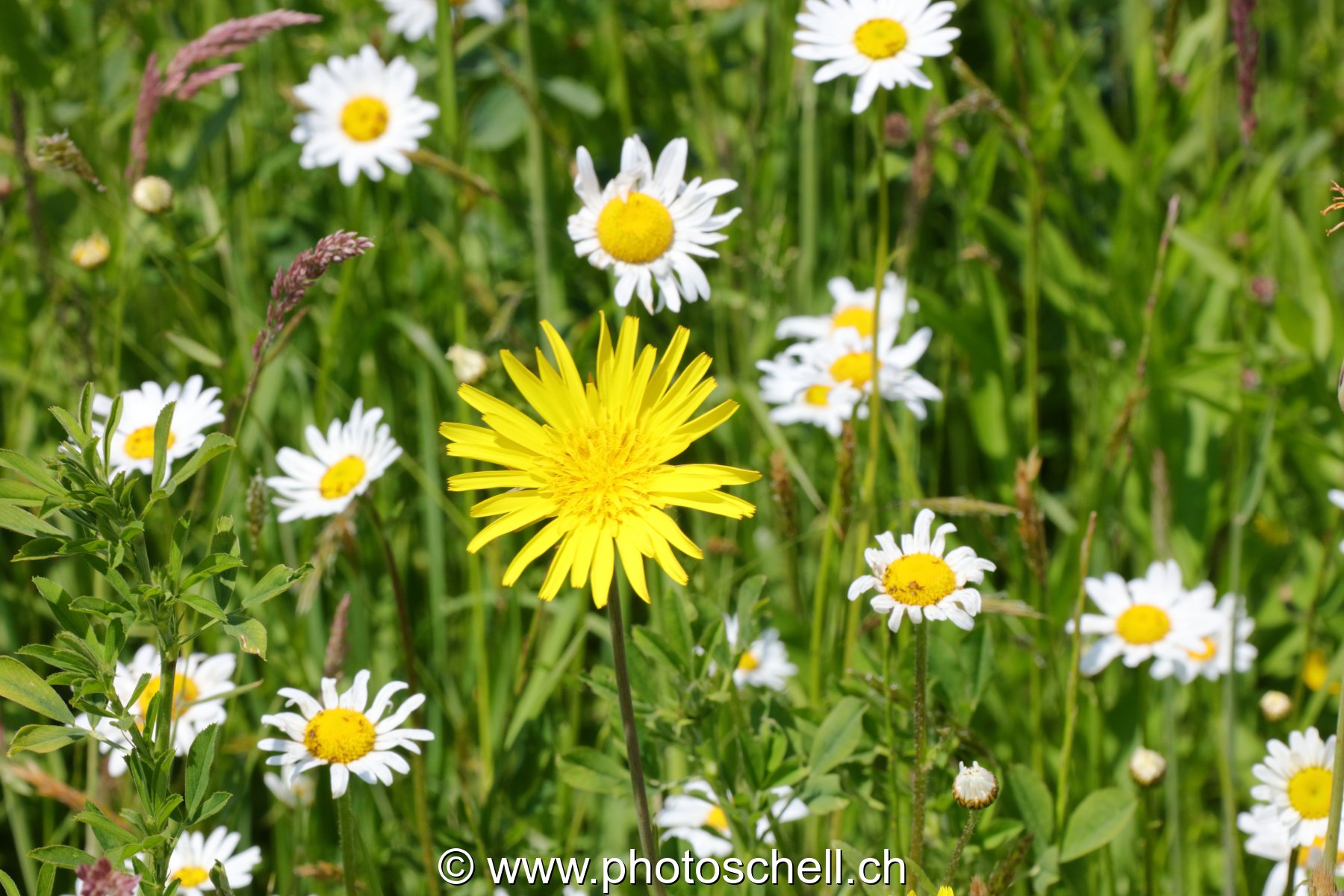 Marguerites des prés
