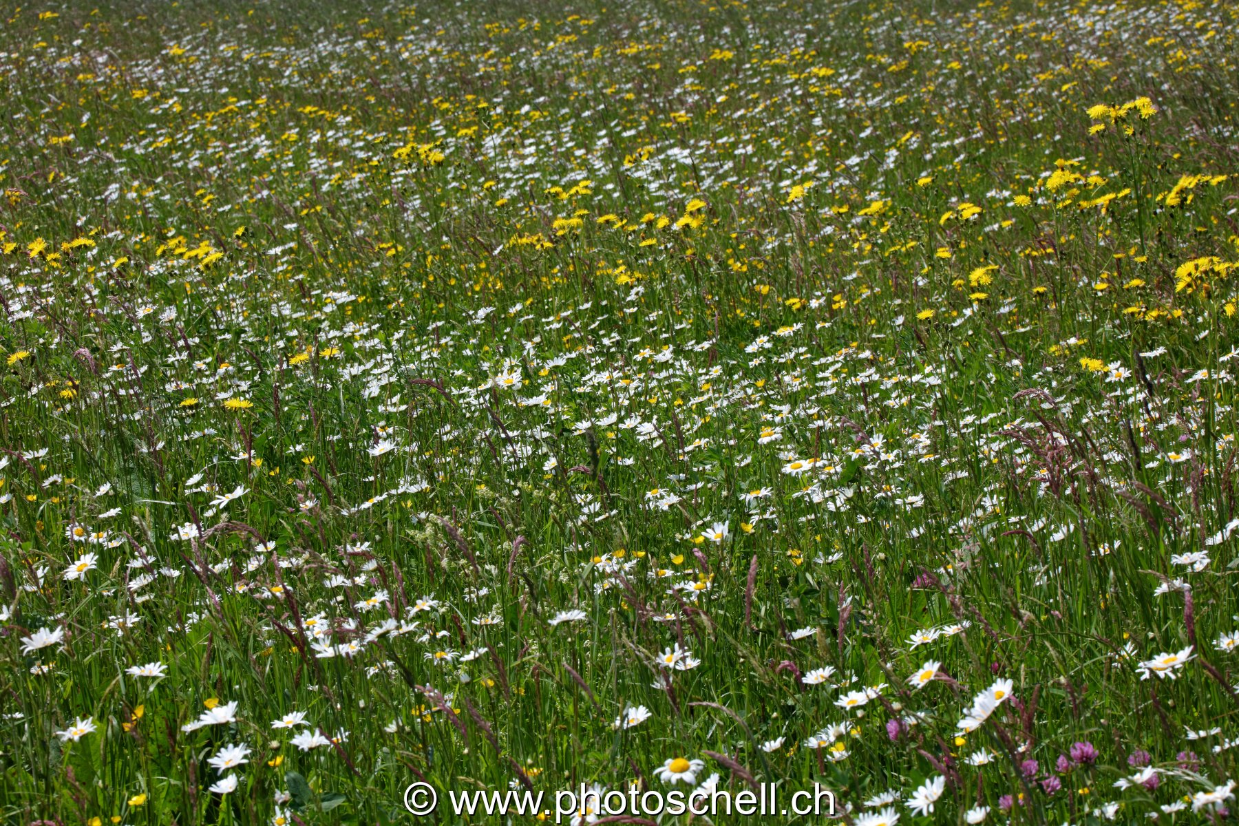 Marguerites des prés
