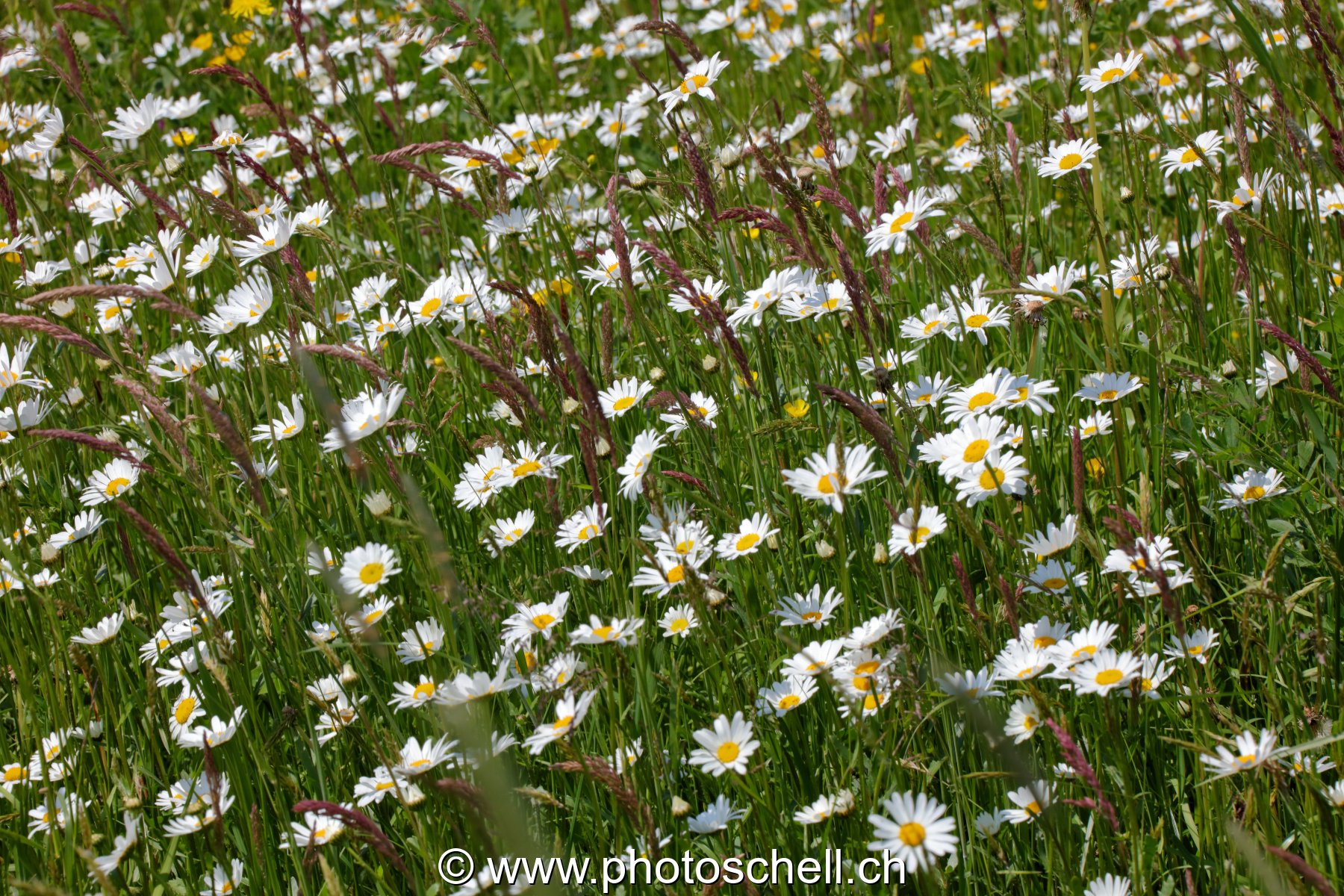 Marguerites des prés
