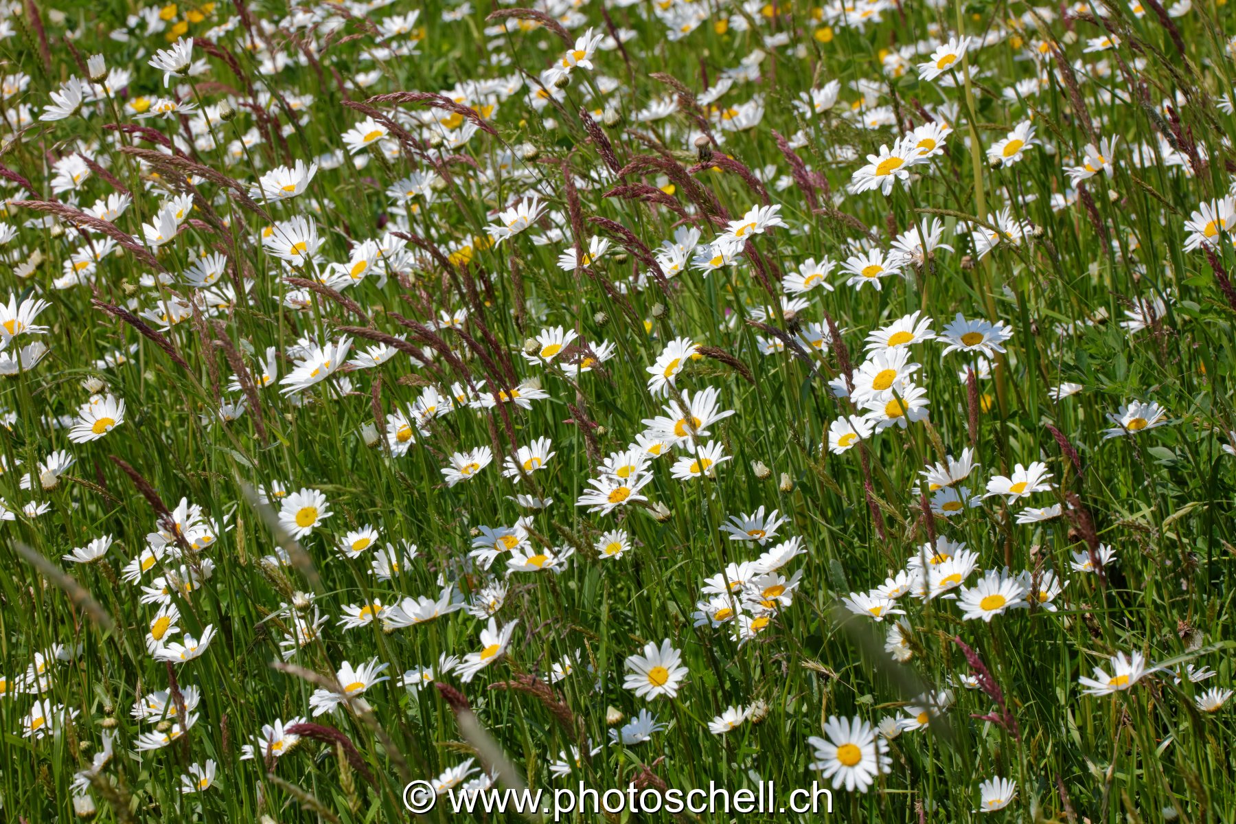 Marguerites des prés