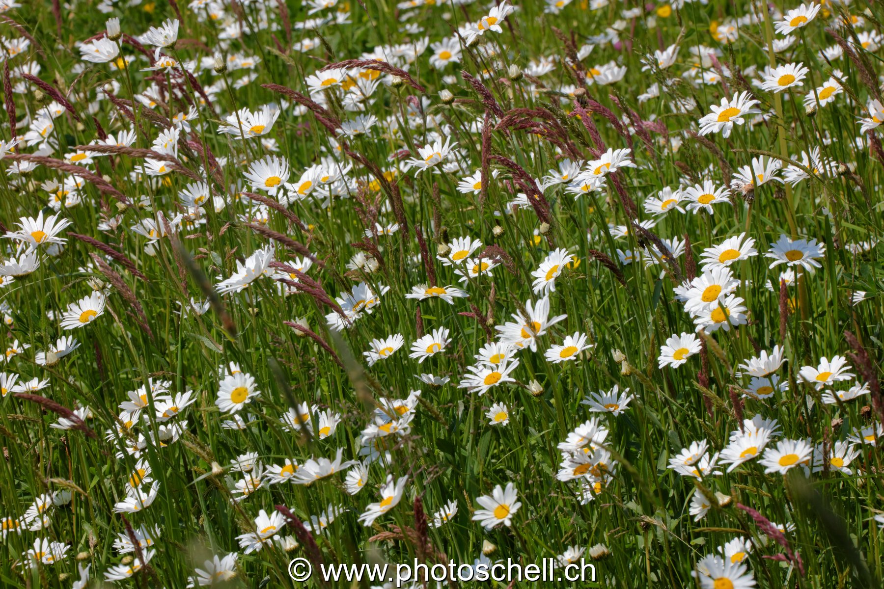 Marguerites des prés