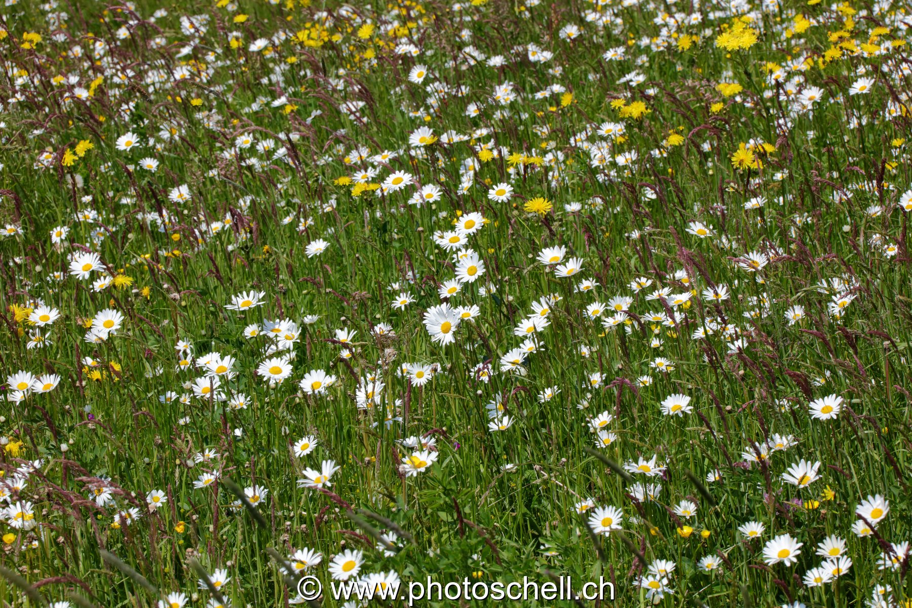Marguerites des prés