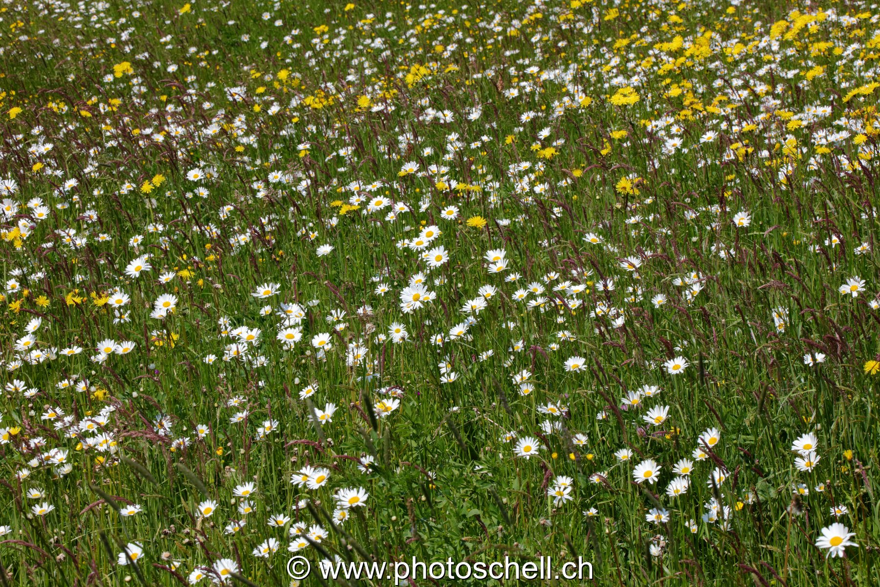 Marguerites des prés