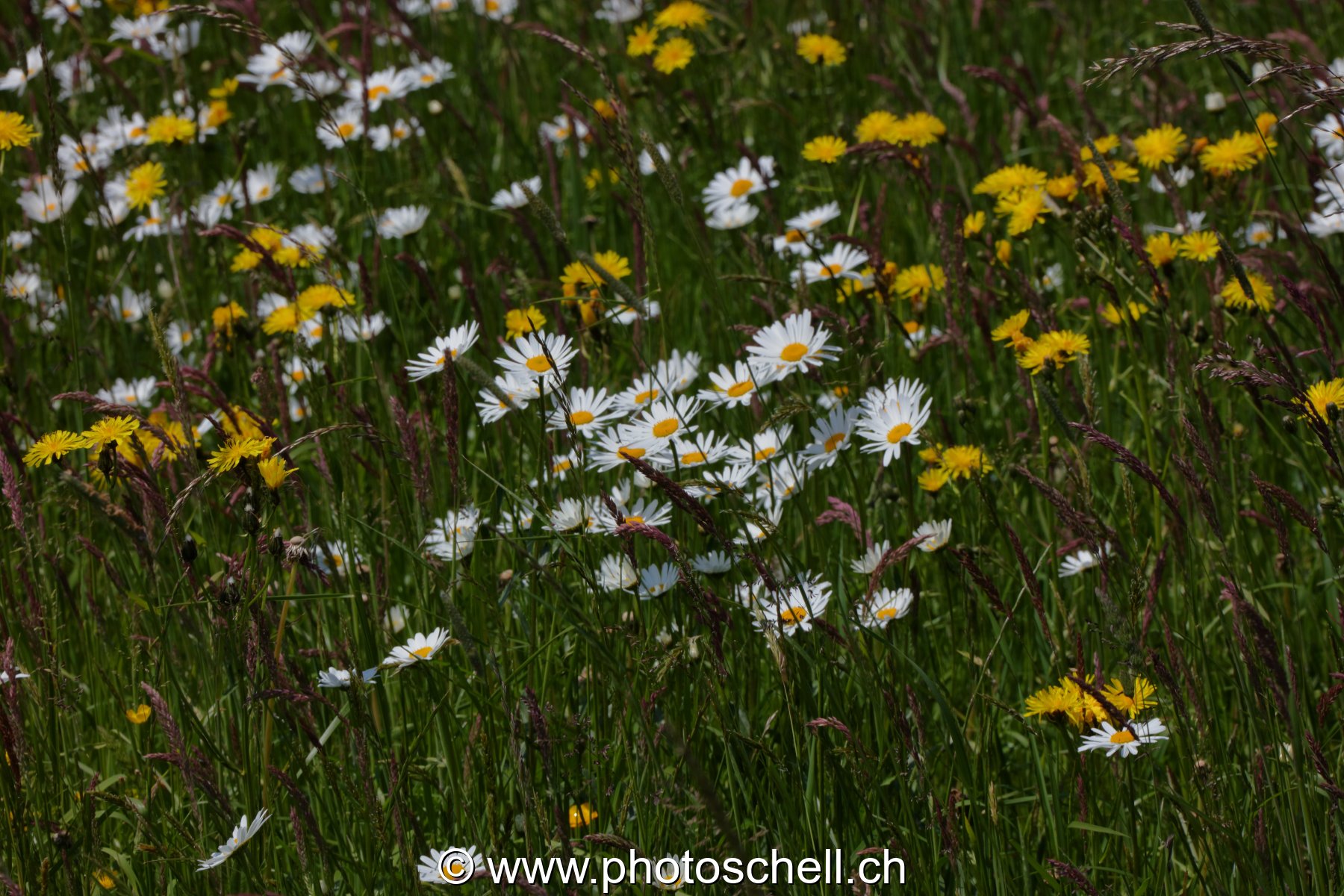 Marguerites des prés