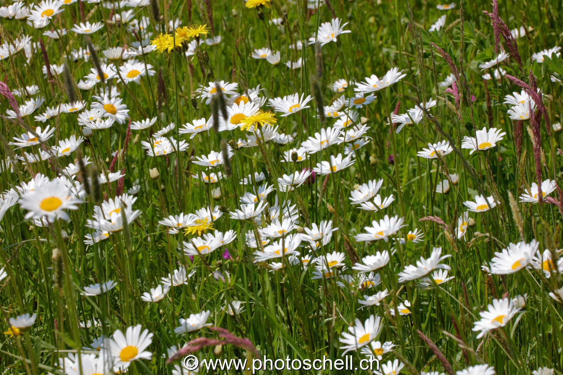 Marguerites des prés