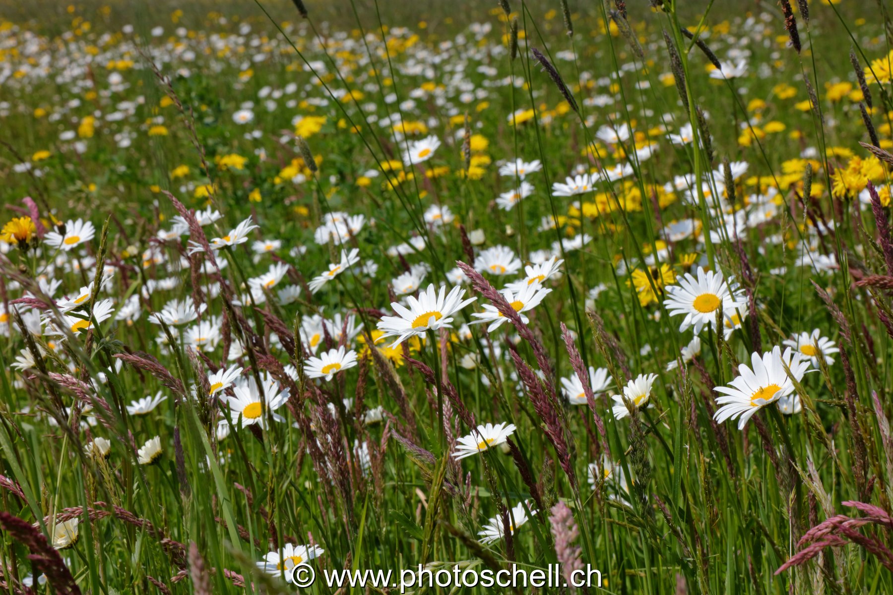 Marguerites des prés