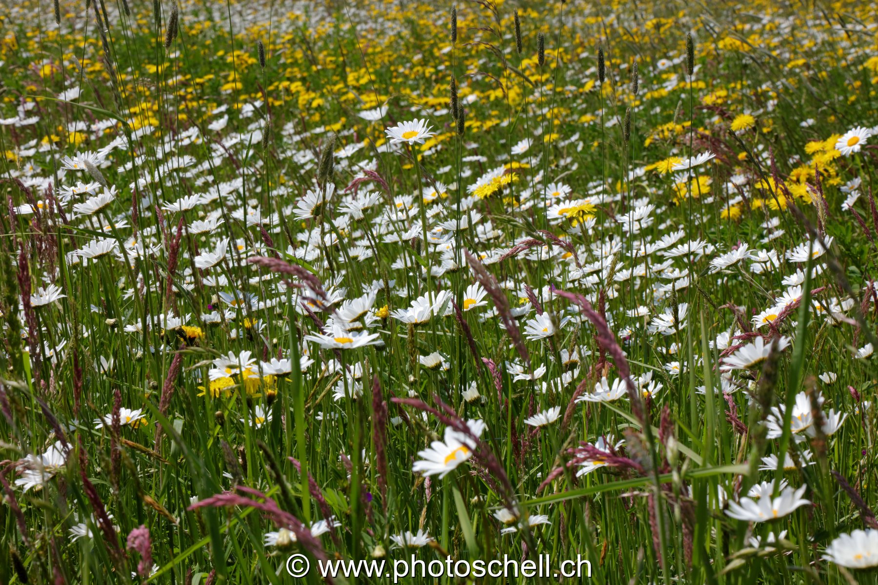 Marguerites des prés