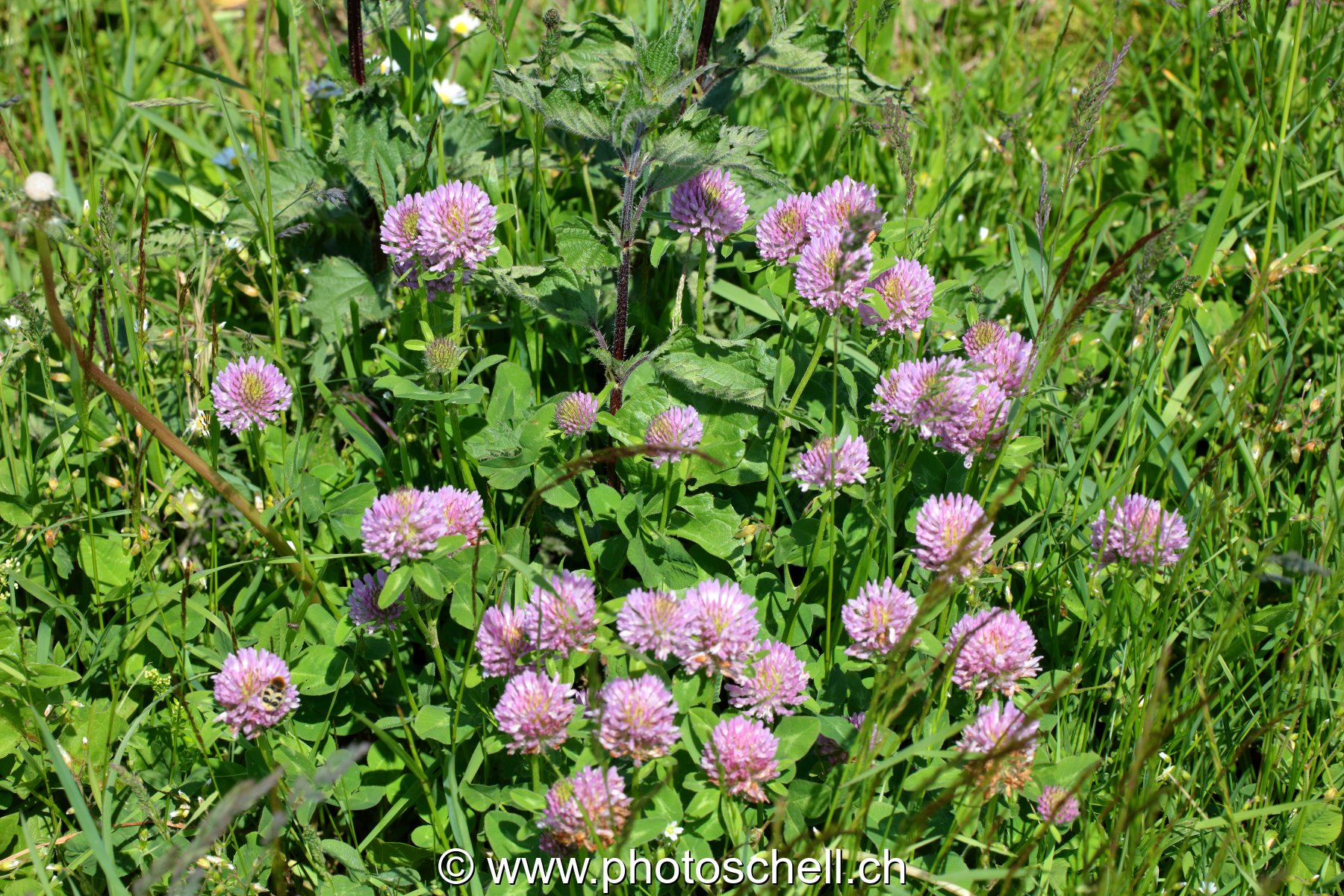 Fleurs des prés