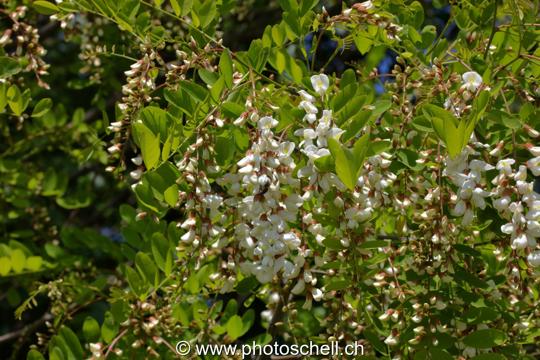 Fleurs d'accacias