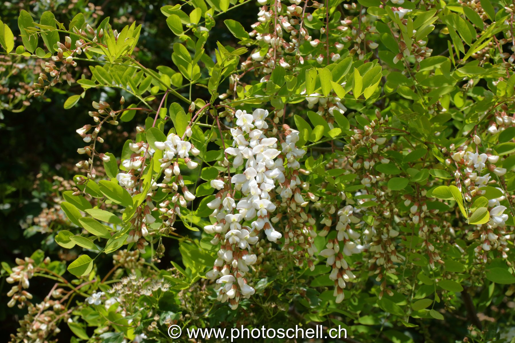 Fleurs d'accacias
