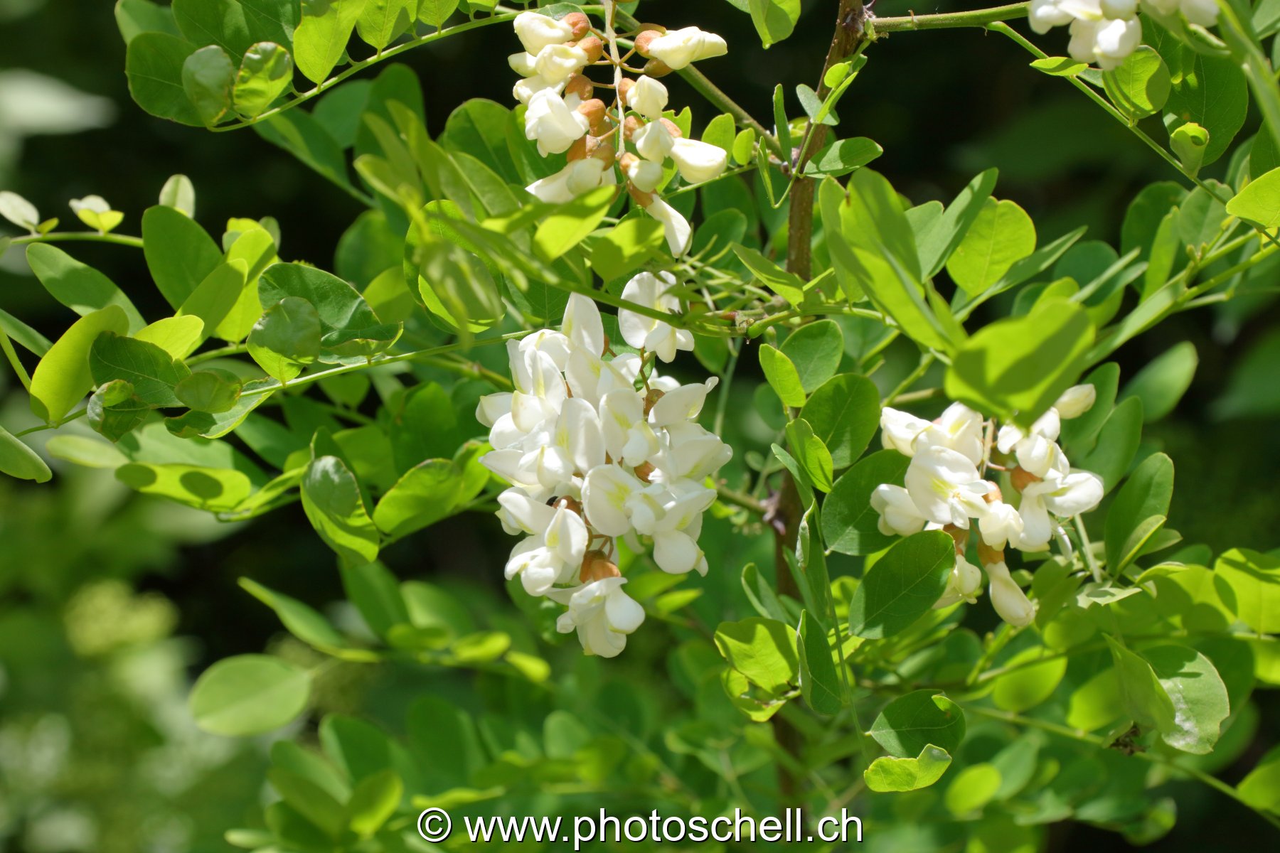 Fleurs d'accacias