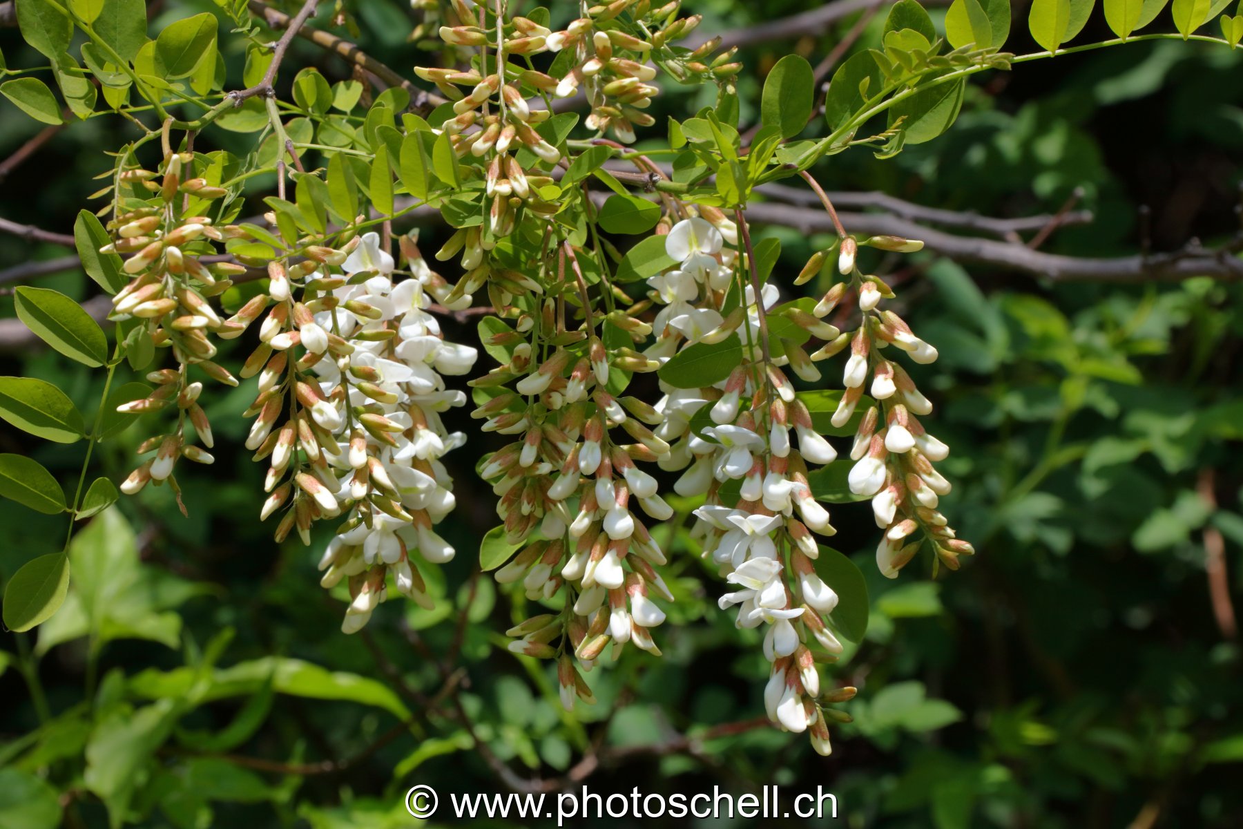 Fleurs d'accacias