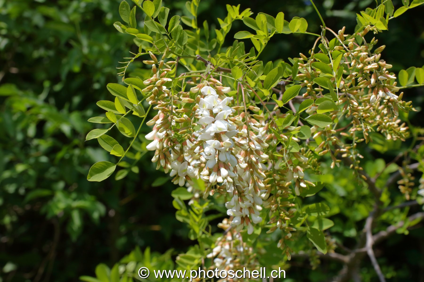 Fleurs d'accacias