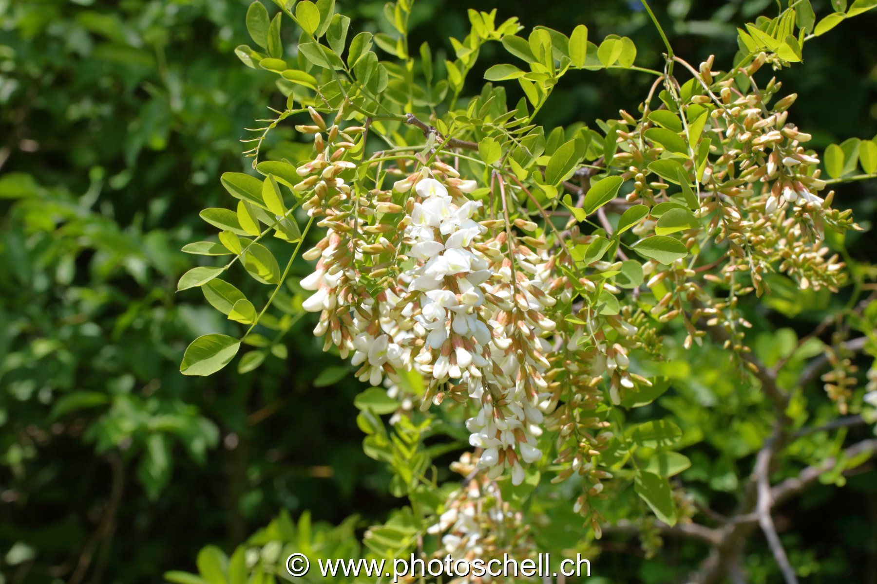 Fleurs d'accacias