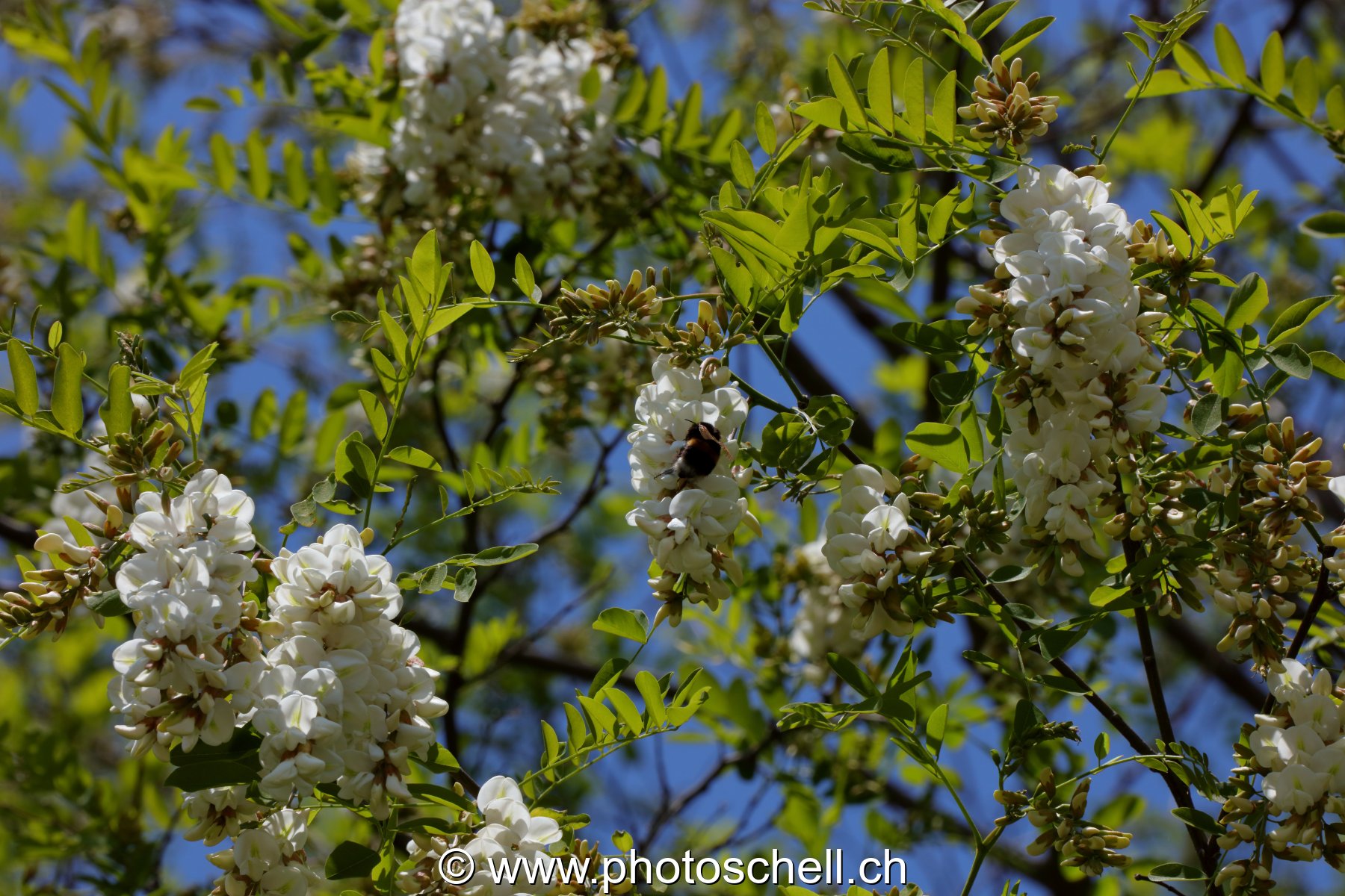 Fleurs d'accacias