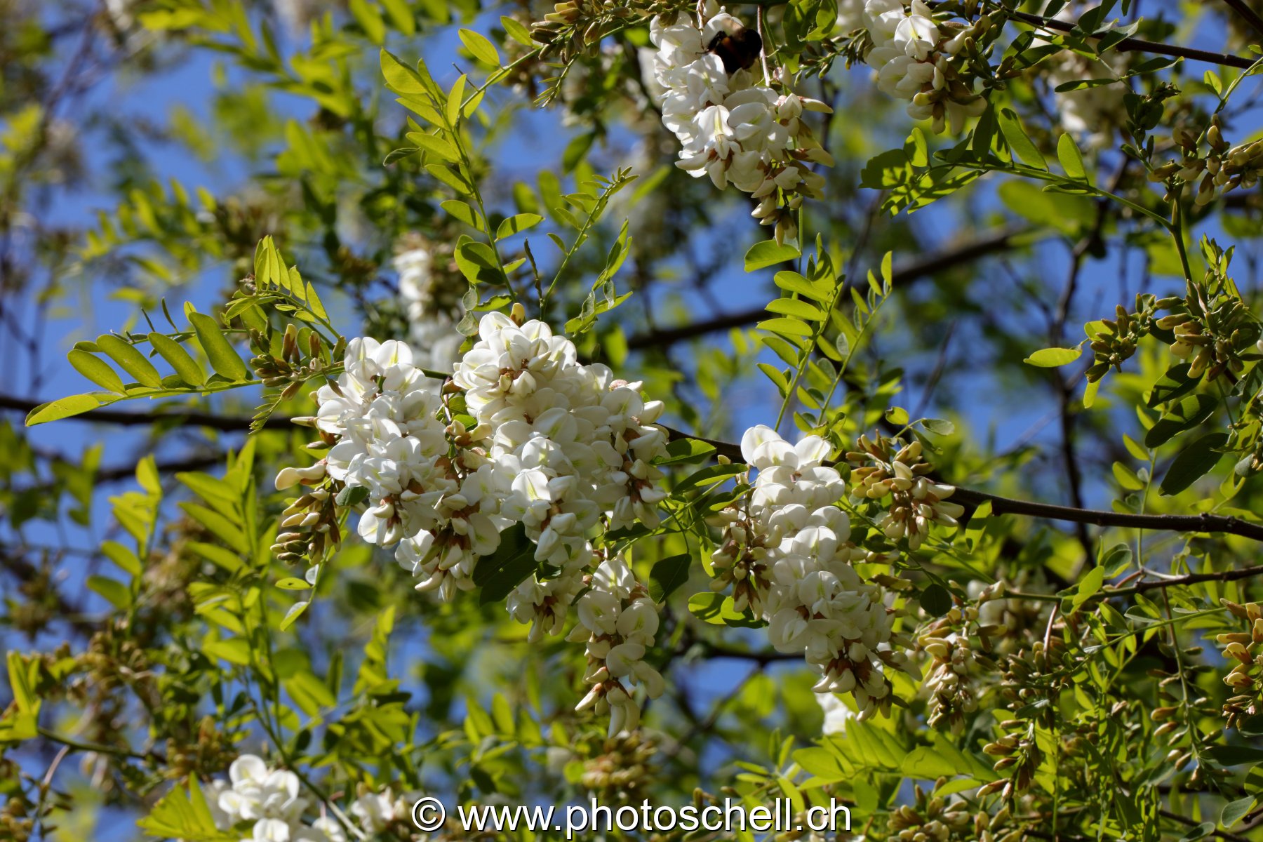 Fleurs d'accacias