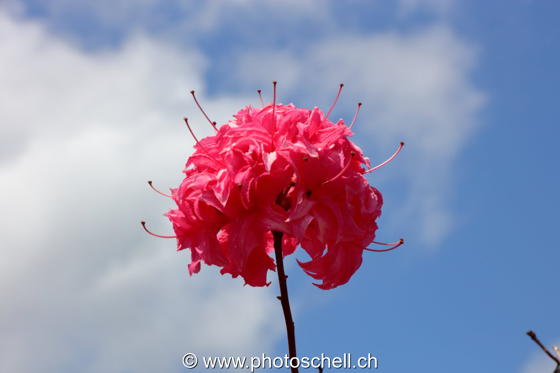 Fleur