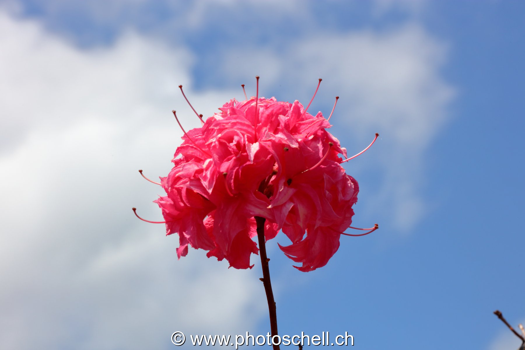 Fleur