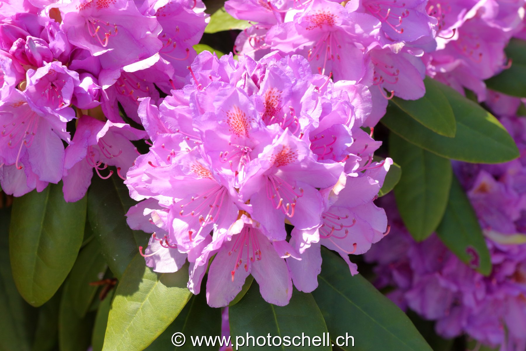 Fleurs