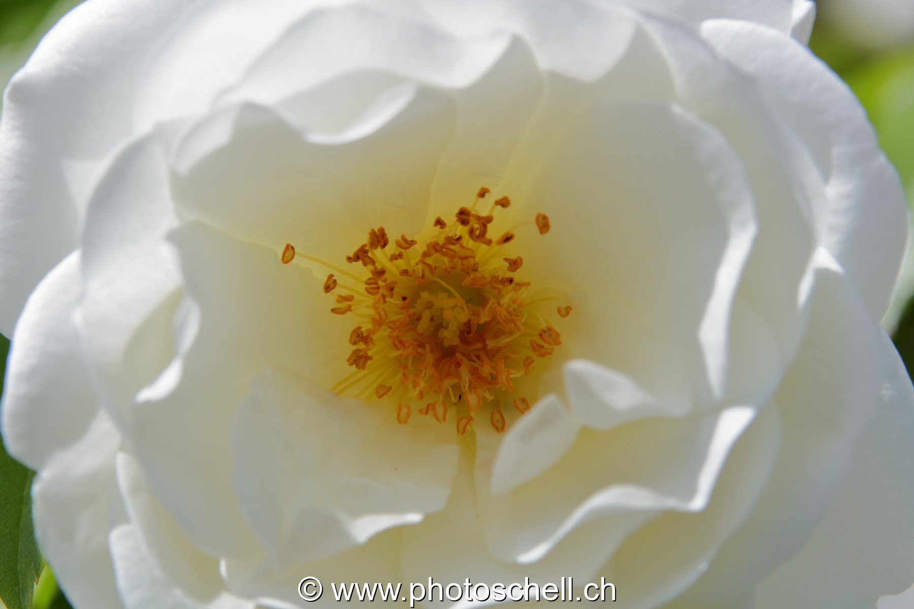 Intérieur d'une rose blanche