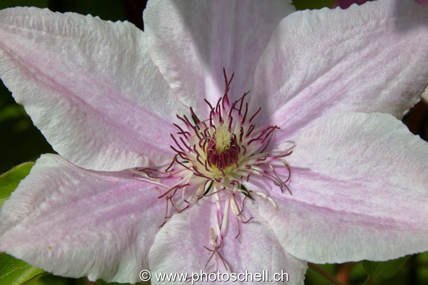 Fleur