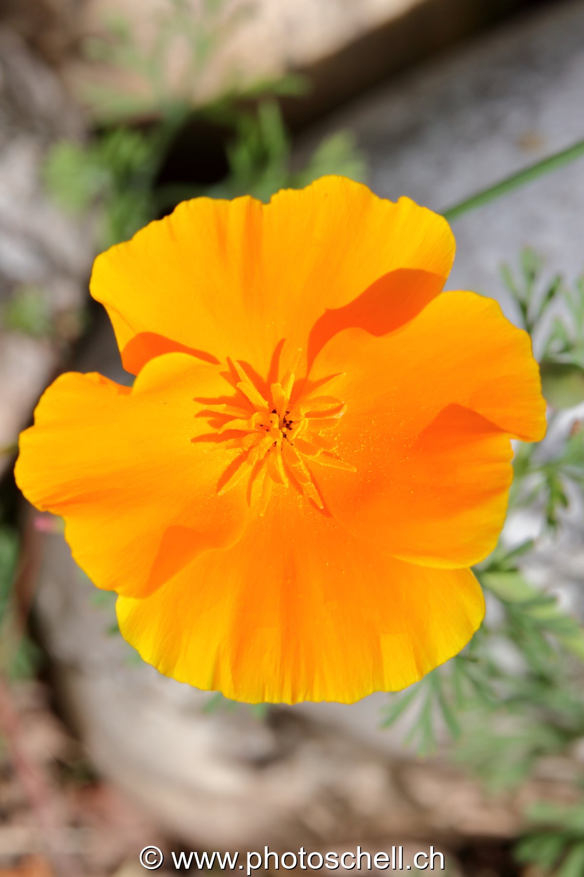 Fleur